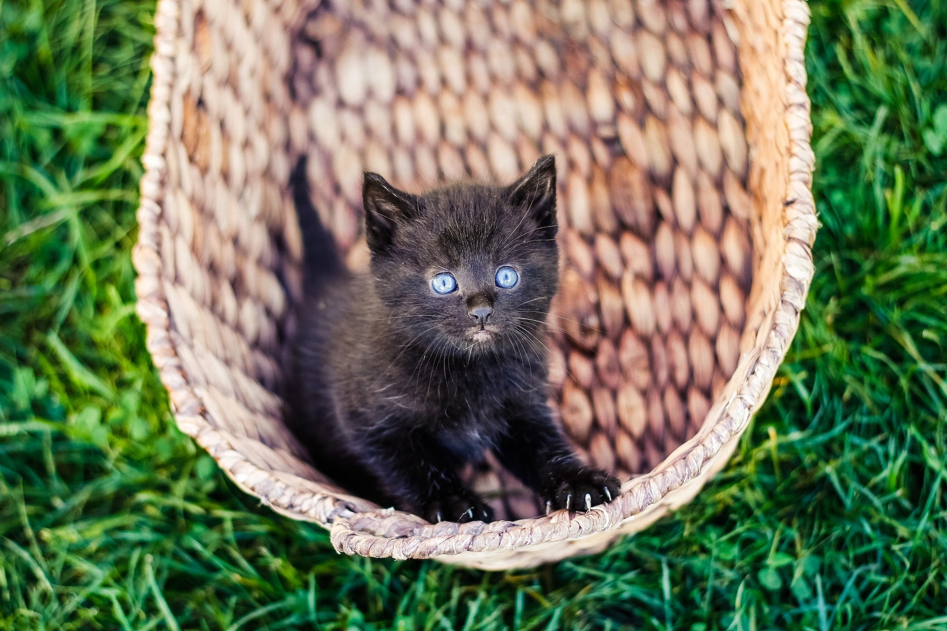 Everything you need to know about feeding a kitten