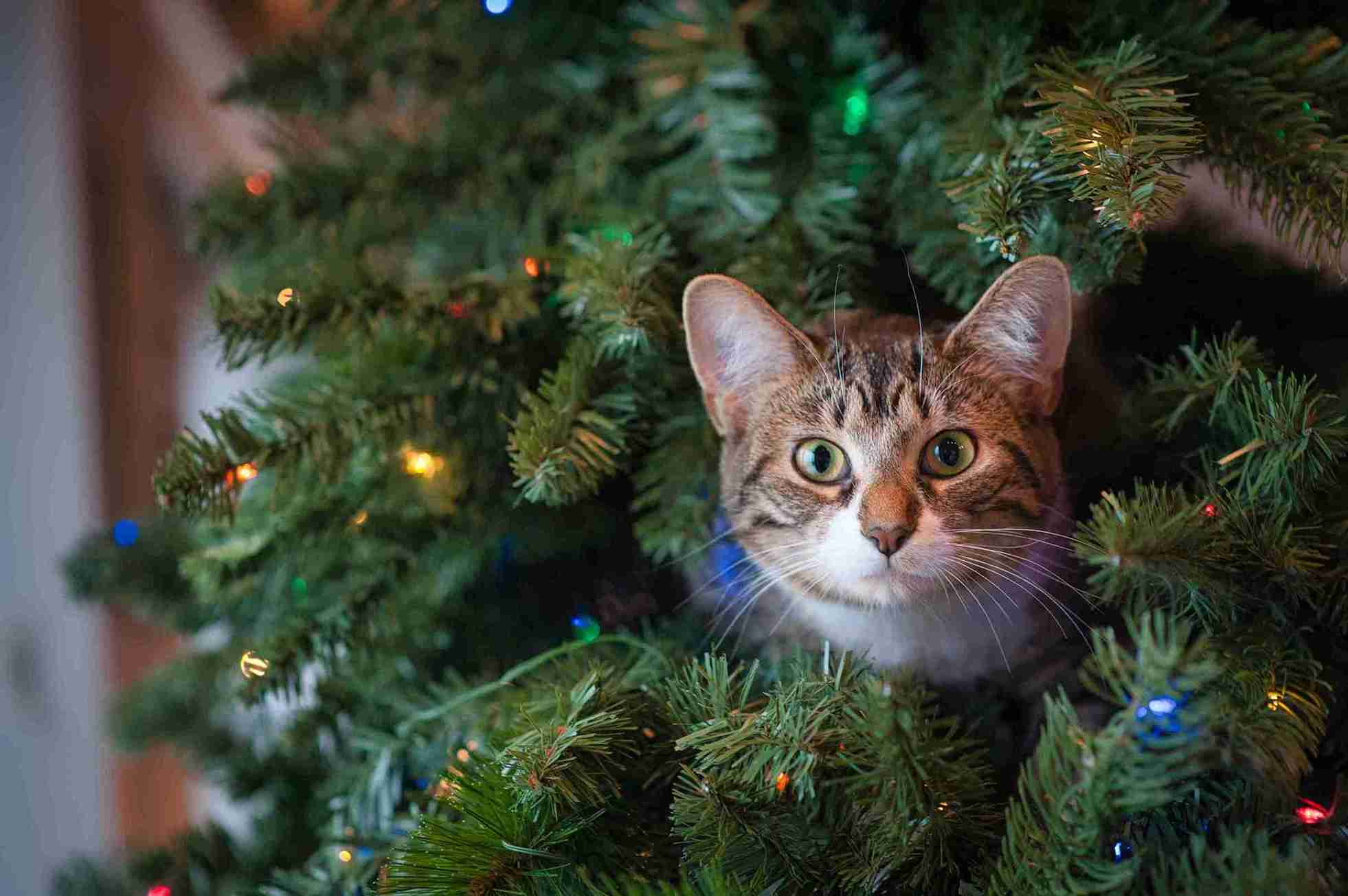 Claws and Claus: A Pet Owner's Guide to Cats and Christmas Trees