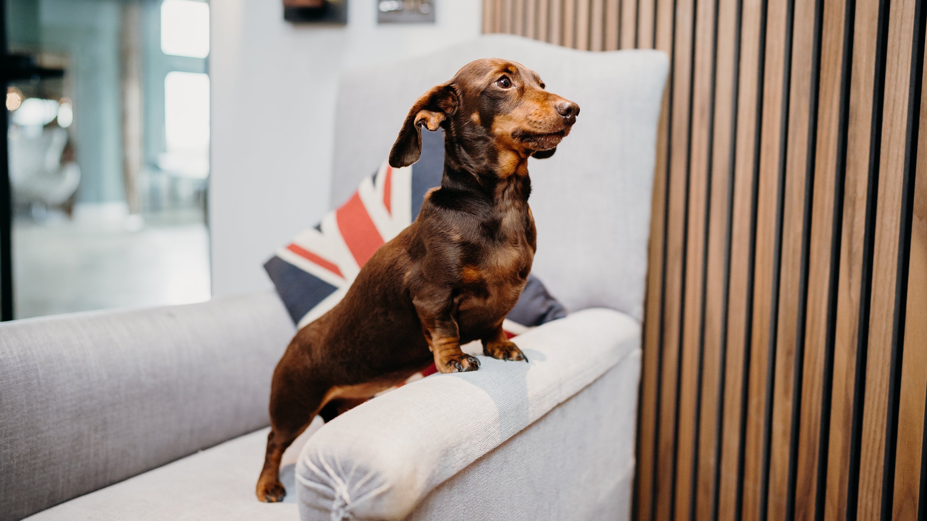 9 ways to have fun with your dog this autumn