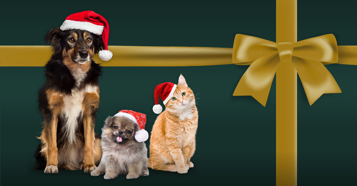 10 festive activities for you and your pet this Christmas