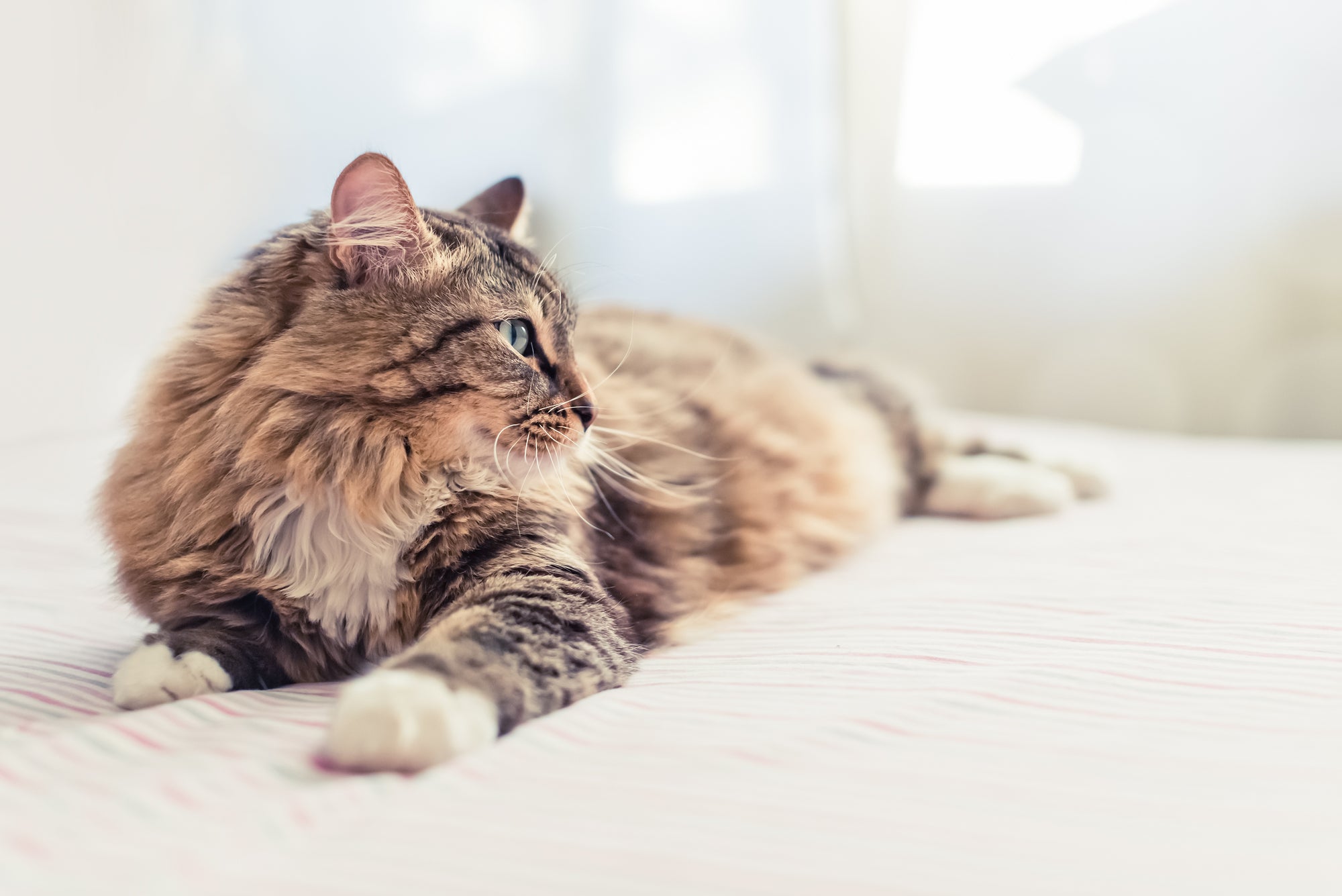 What to feed an older cat that is losing weight