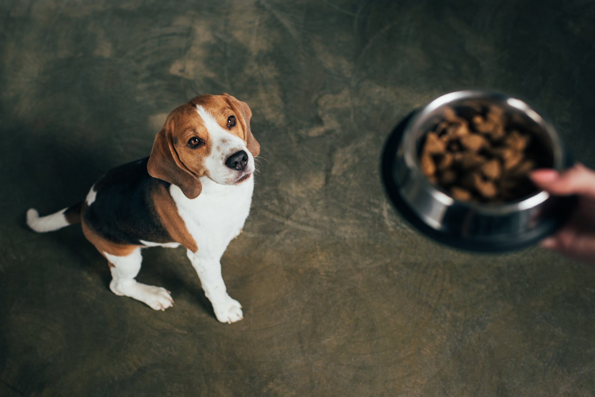 Wet vs dry dog food– Which is best?