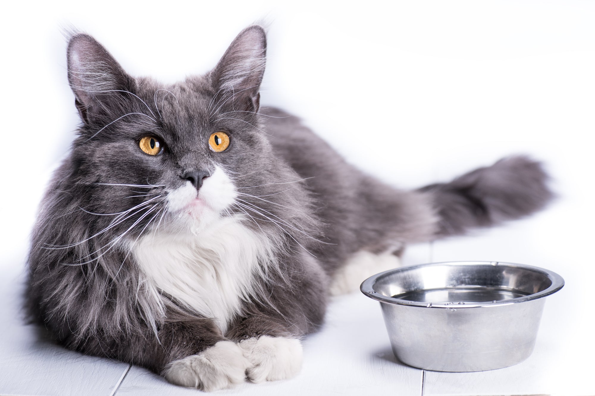 Water bowl vs Water fountain for cats