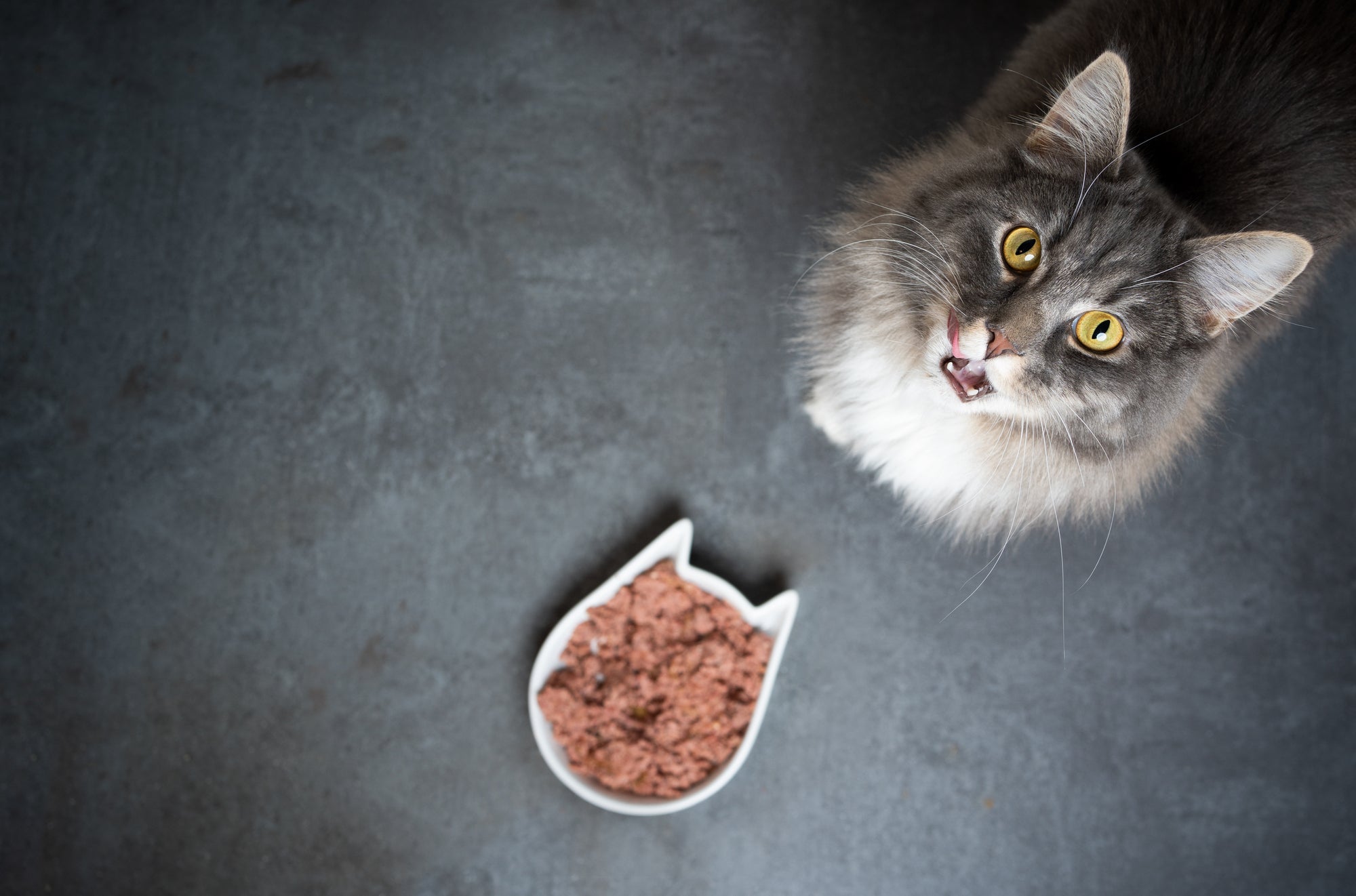 Why is My Cat Not Eating?