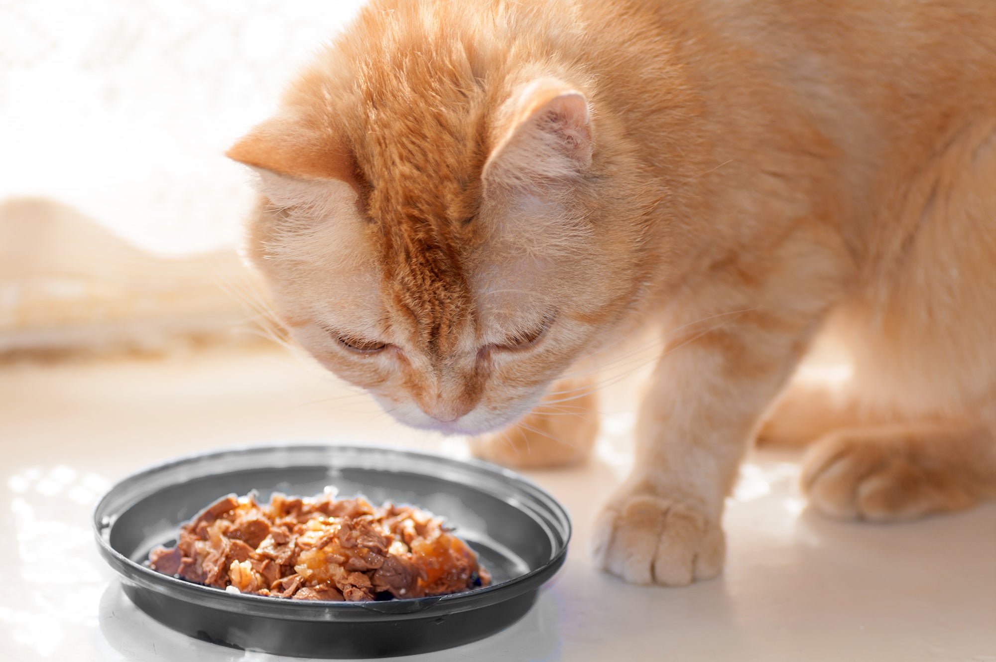 How much wet food to feed a cat per day