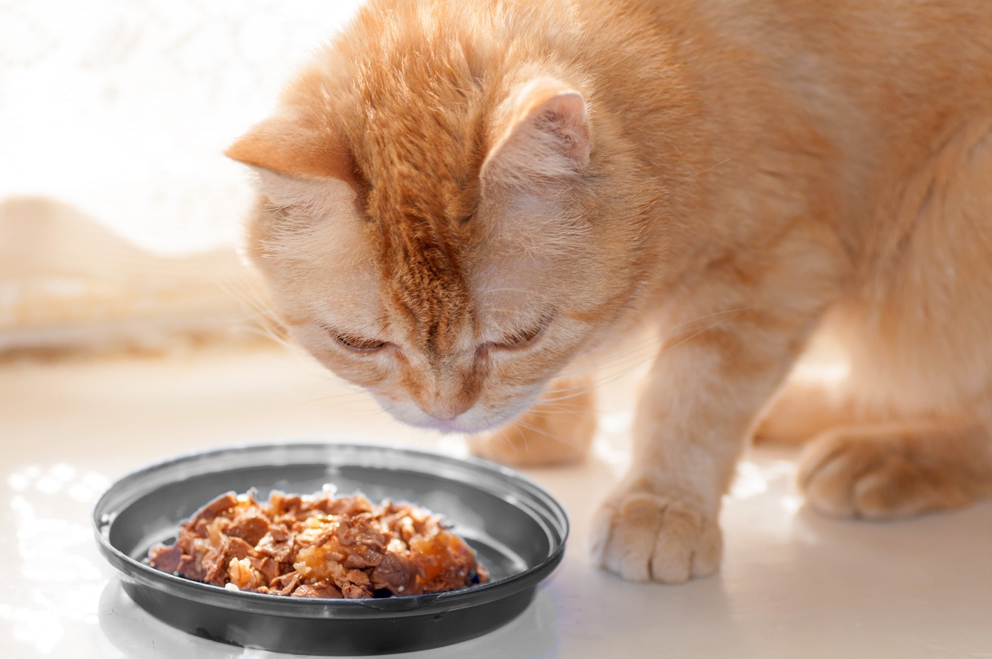 anko cat litter box Cat litter box  Tiny Town Shop
