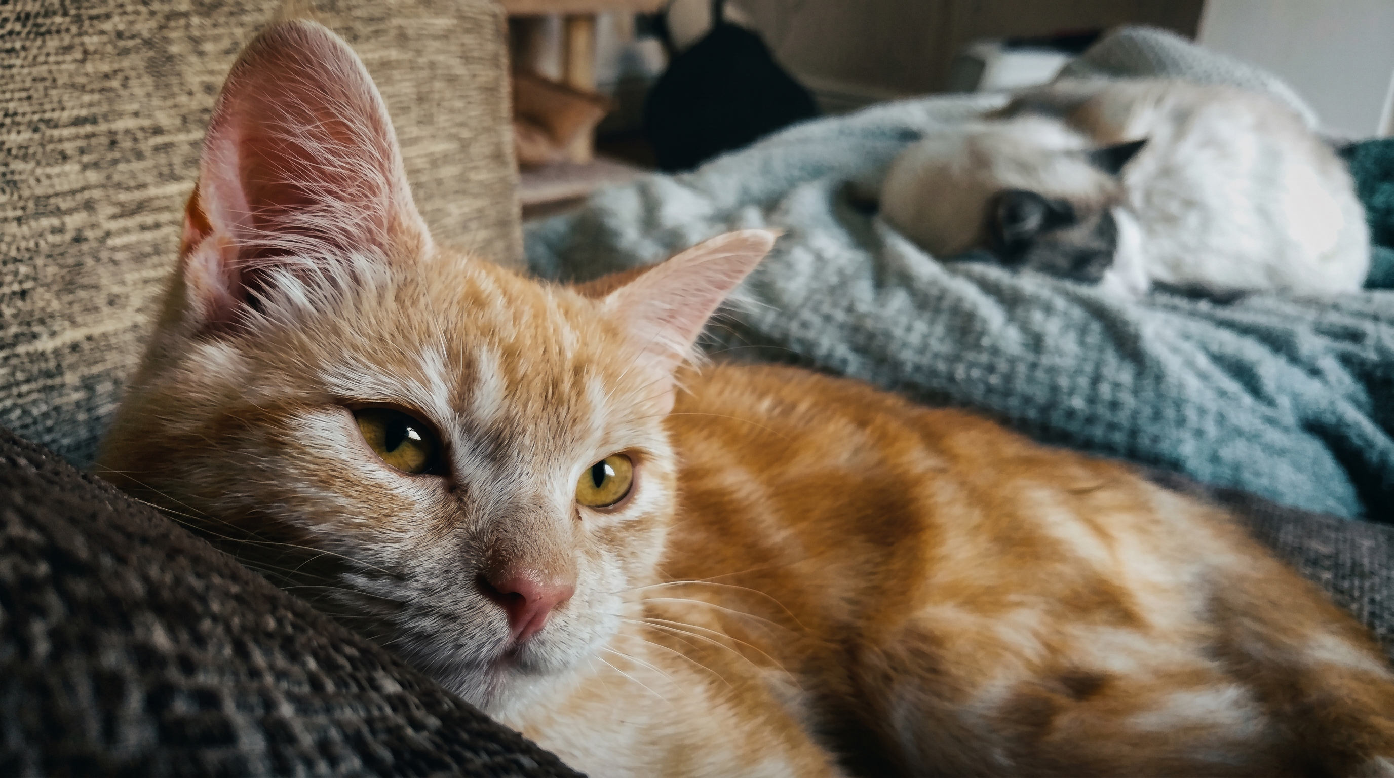A pale ginger cat looking cosy on a sofa, with another cat asleep in the background