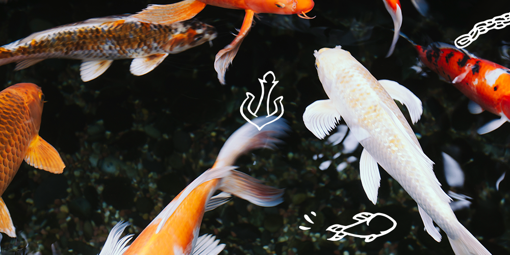Winter Pond Care: Everything You Need to Know About Fish Feeding