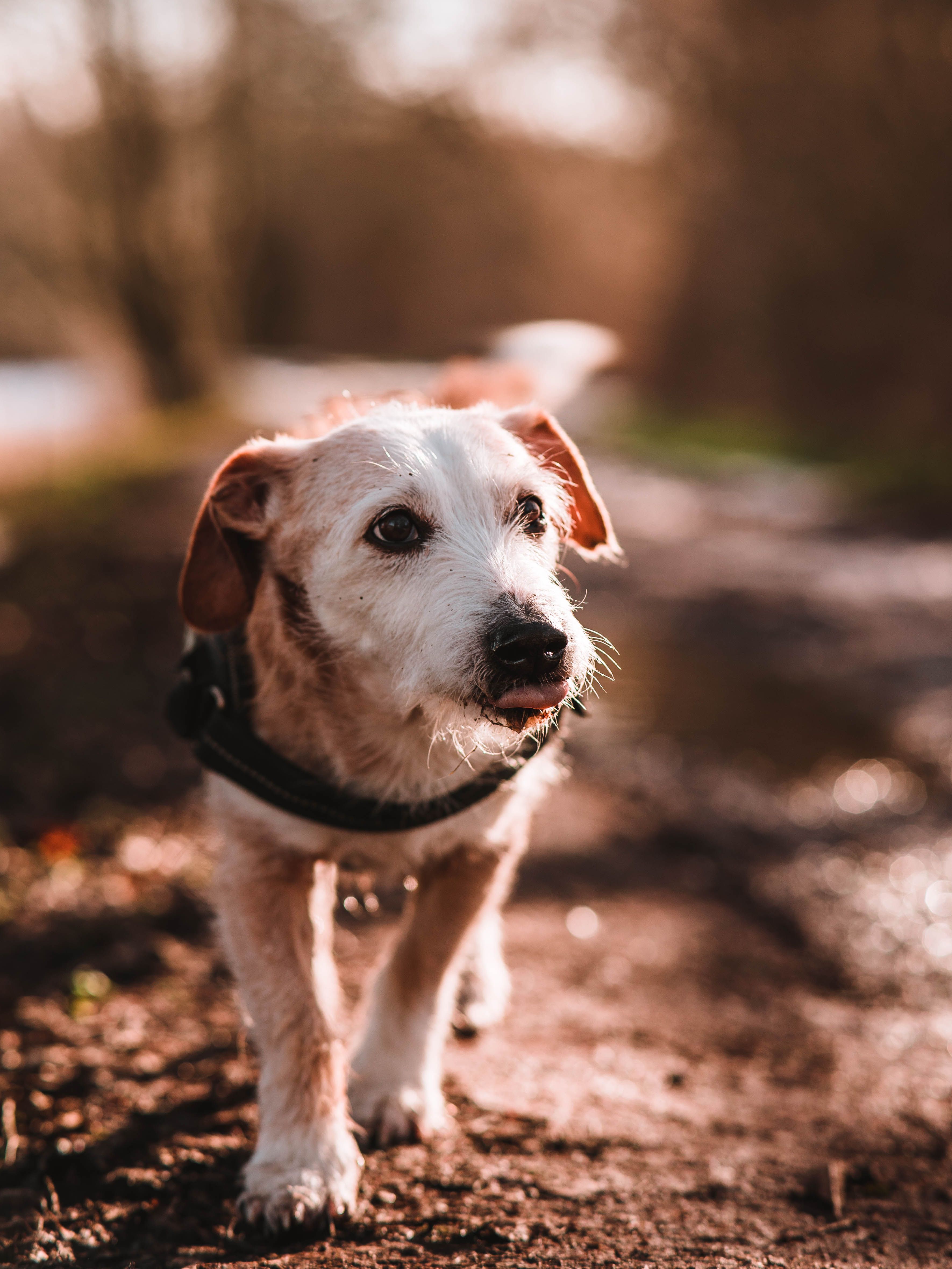 How Often Should You Let Your Dog Out to Pee