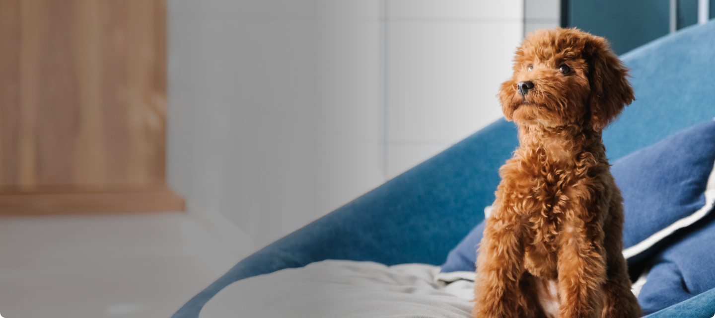 How Much Should You Feed a Puppy?