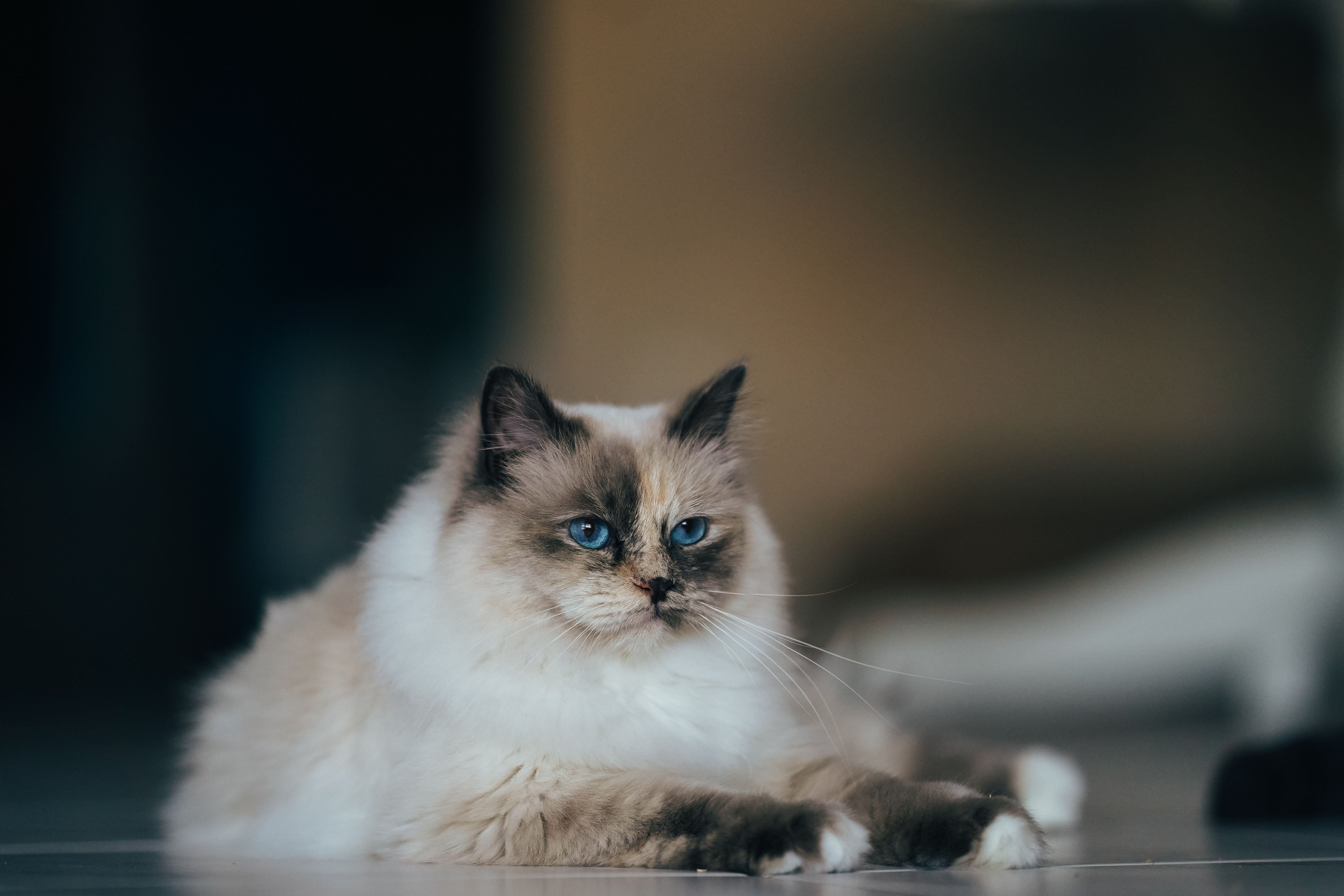 Most Common Ragdoll Cat Questions Answered