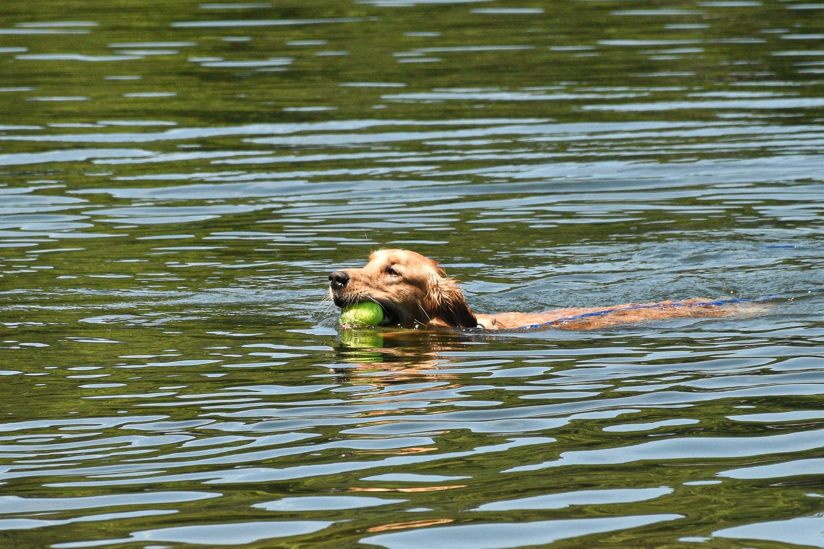 The Benefits of Swimming for Dogs