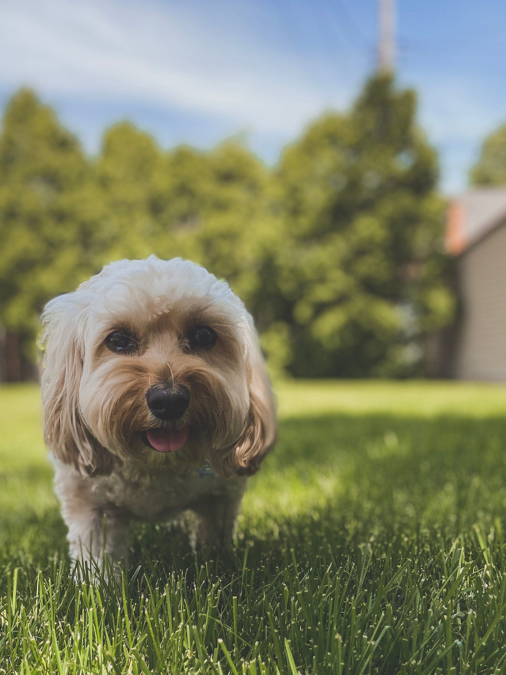 The Best Dog Breed for Your Lifestyle