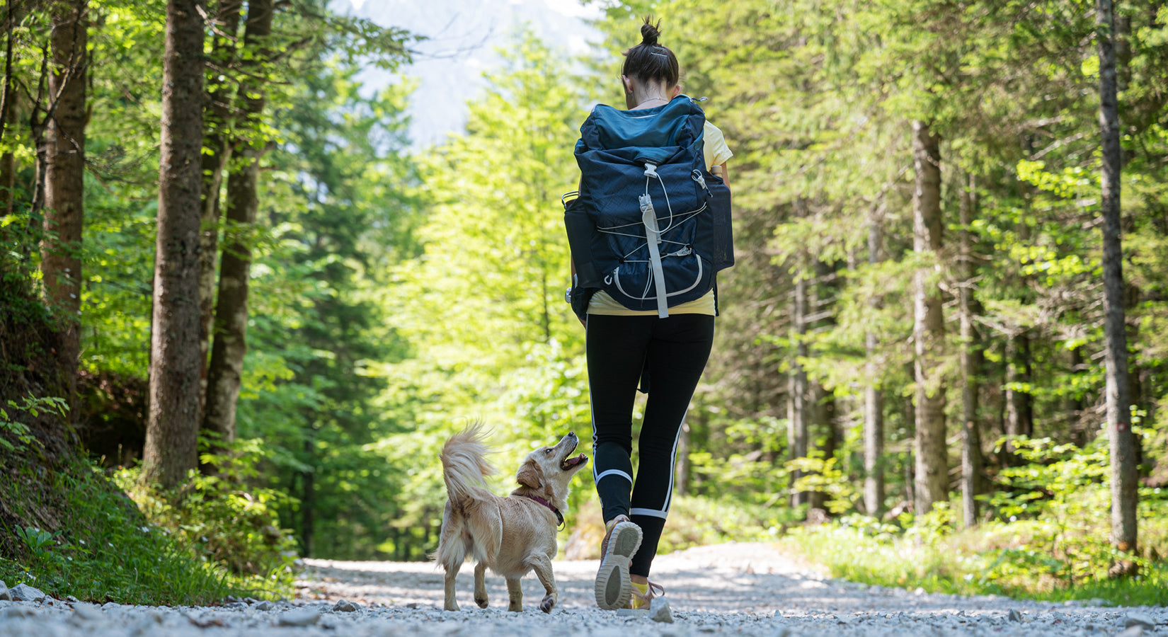 Top dog-friendly staycations