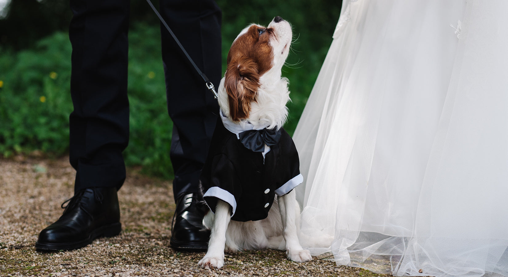 6 creative ways to involve your dog in your wedding