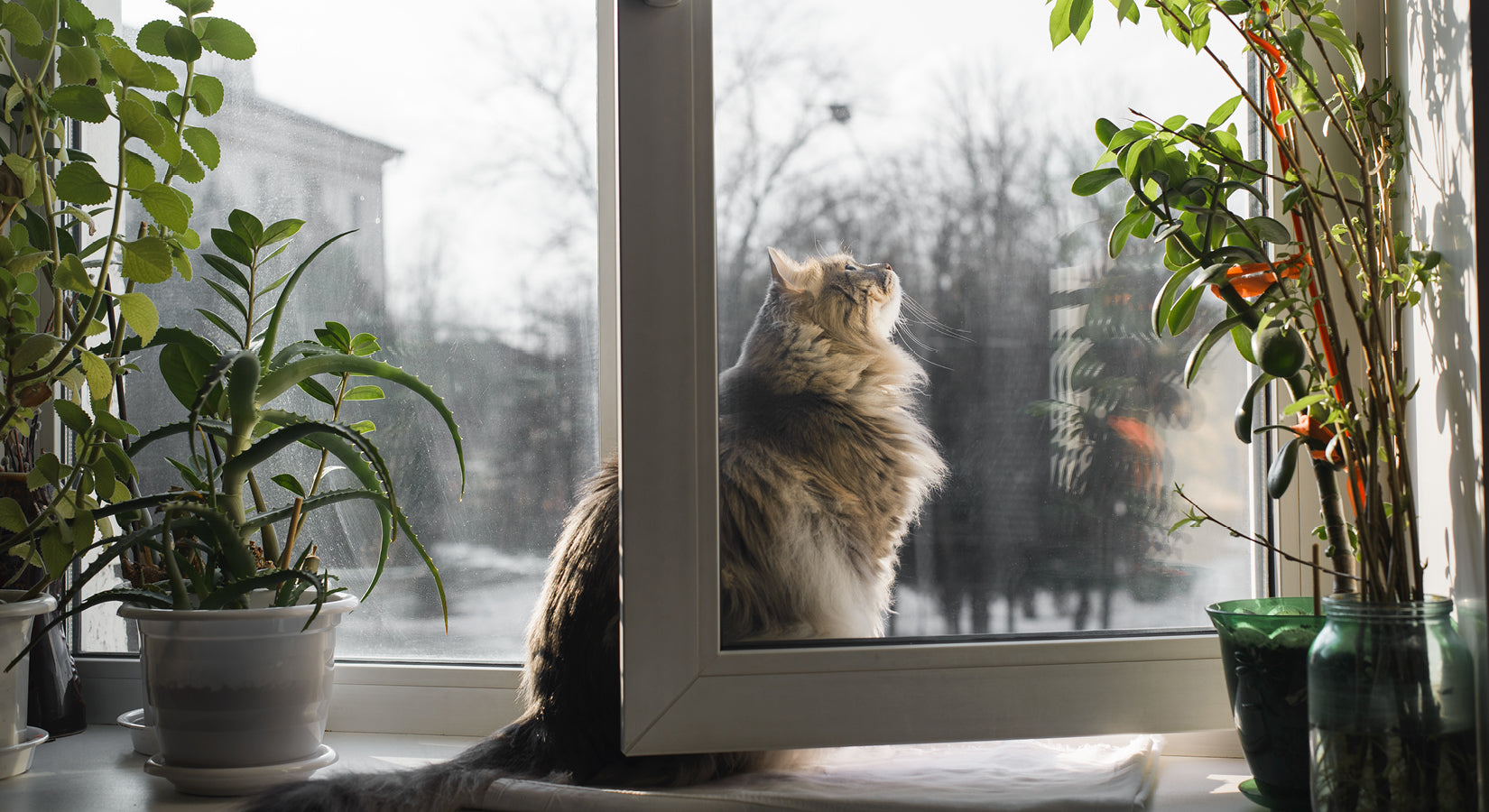 5 reasons why you need a catio in your life