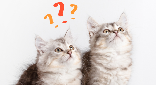 Choose the right feeder for two cats
