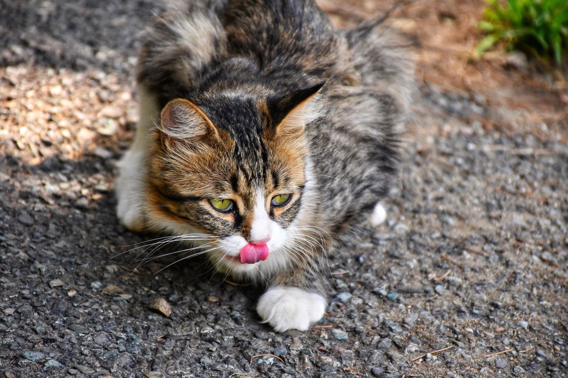 Your Cat's Weight: A Hands On Guide for Pet Parents