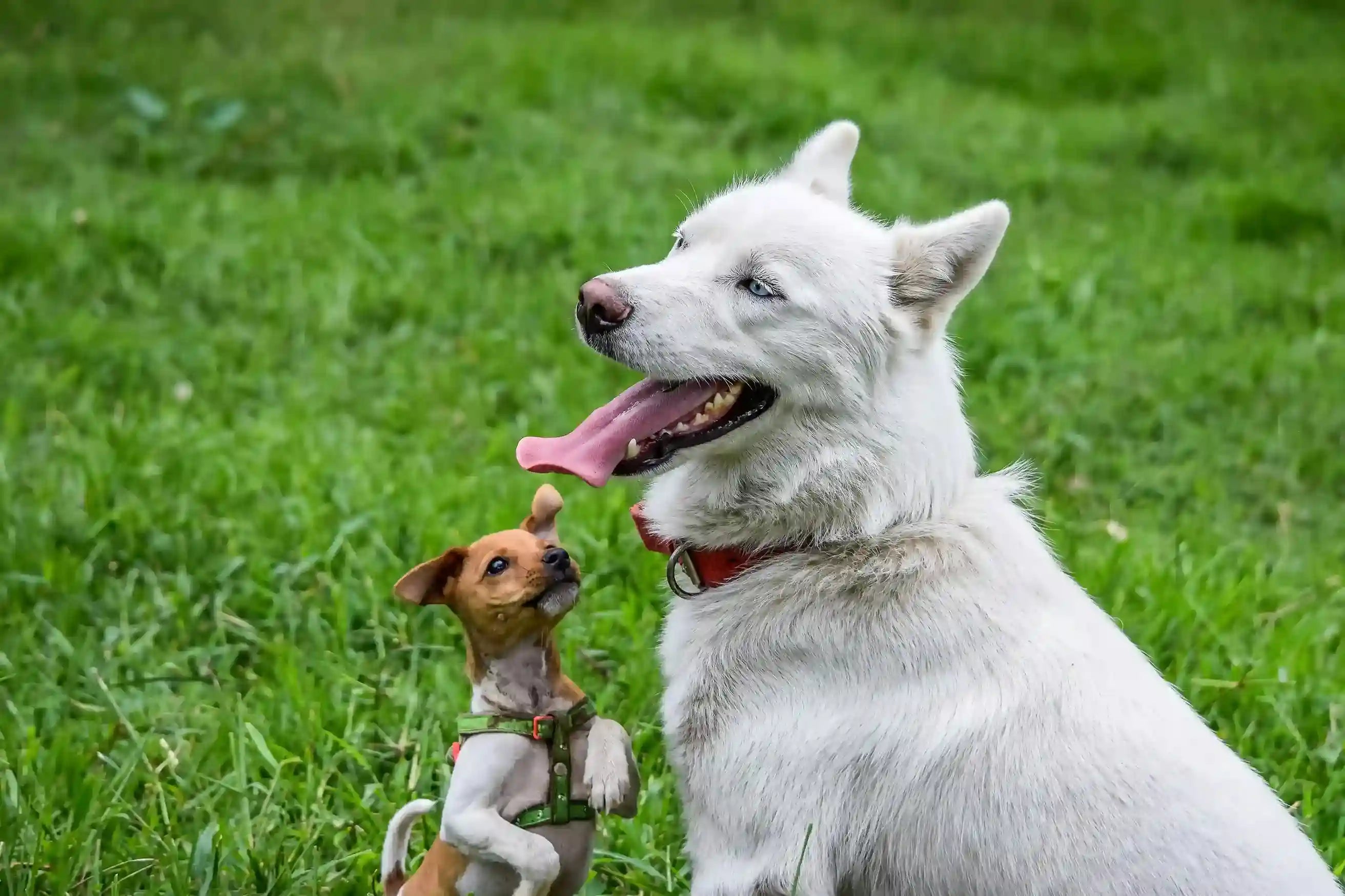 How to Introduce a Puppy to a Dog: The Ultimate Step-by-Step Guide
