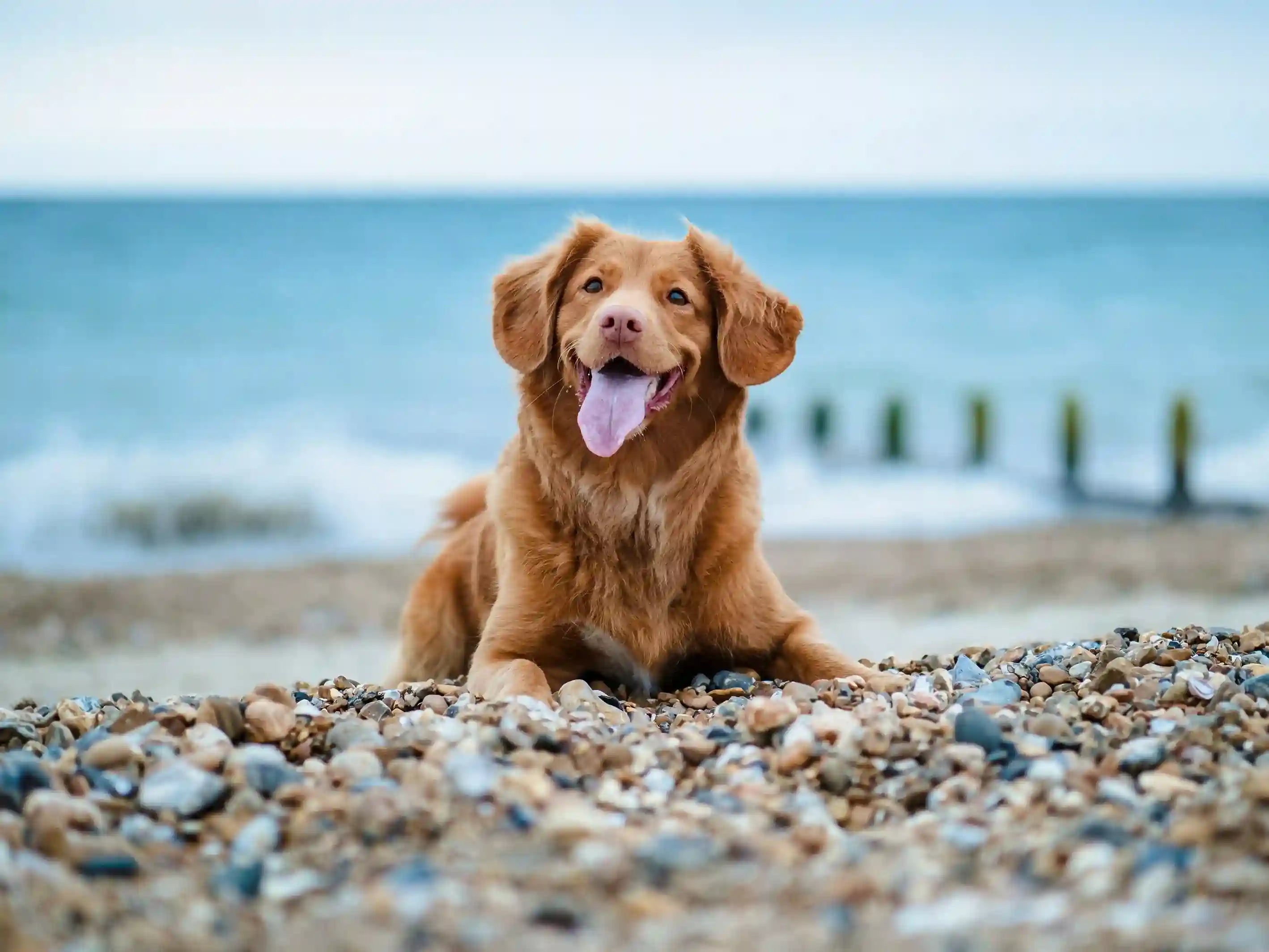 Travelling with a pet: Our ultimate packing list for a dog-friendly break