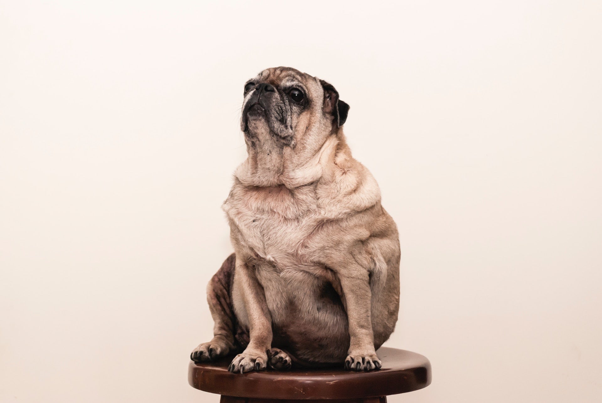 Weight loss for dogs – How to tip the scales in your favour
