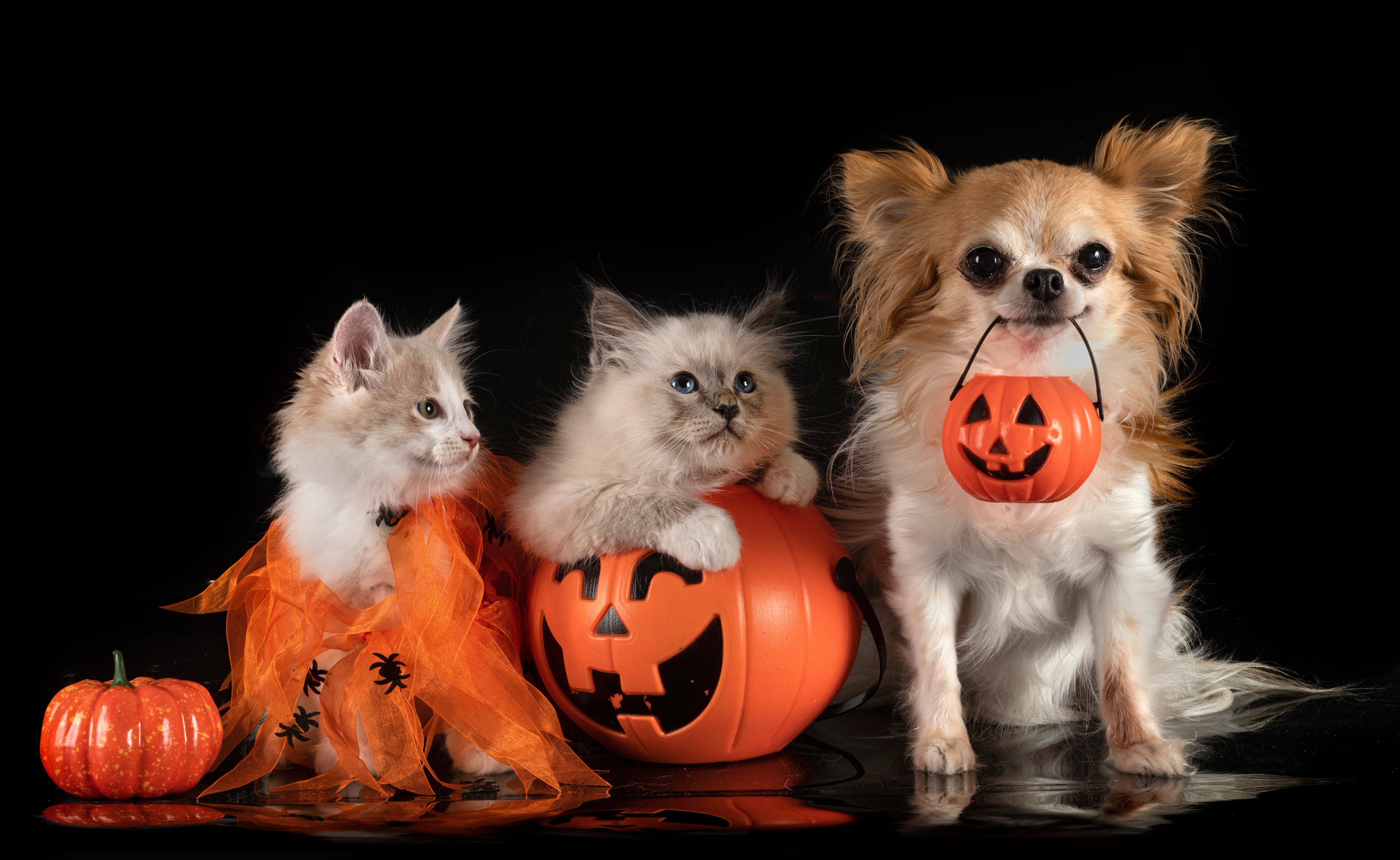Tall tails: Debunking 5 spooky superstitions about cats and dogs