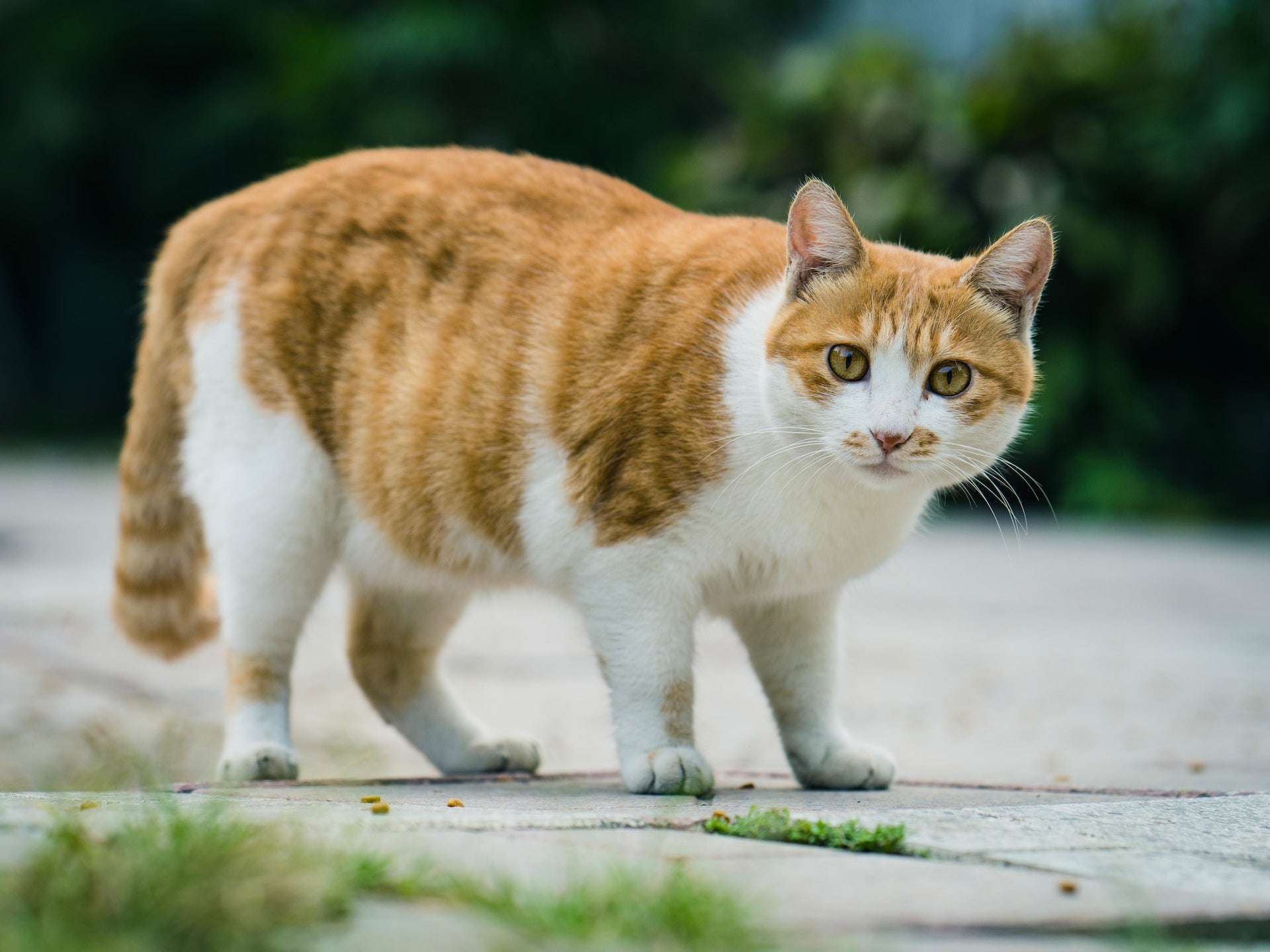 How to help cats lose weight – Our 6 top tips
