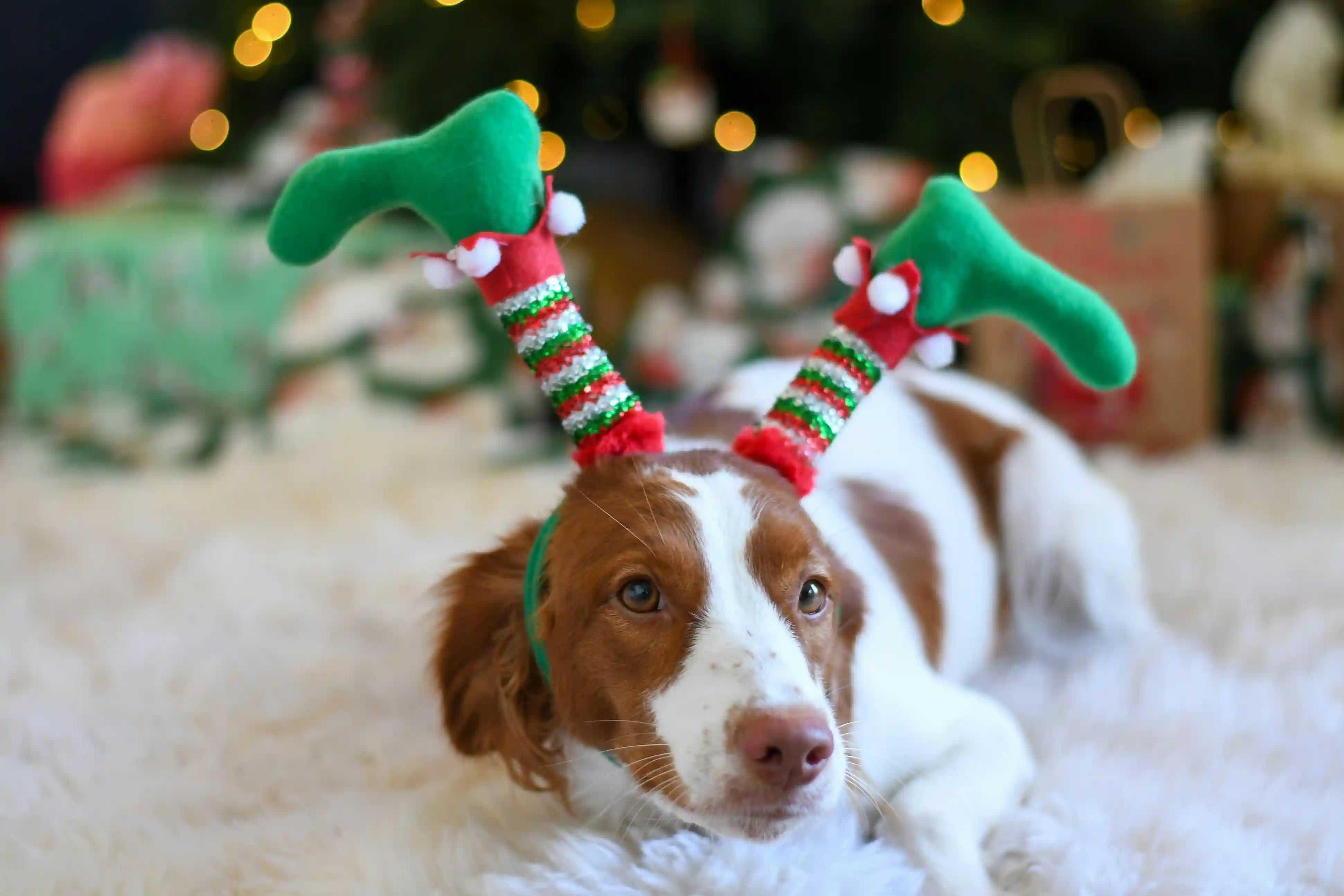 Deck the Paws: Your ultimate guide to a dog-friendly Christmas
