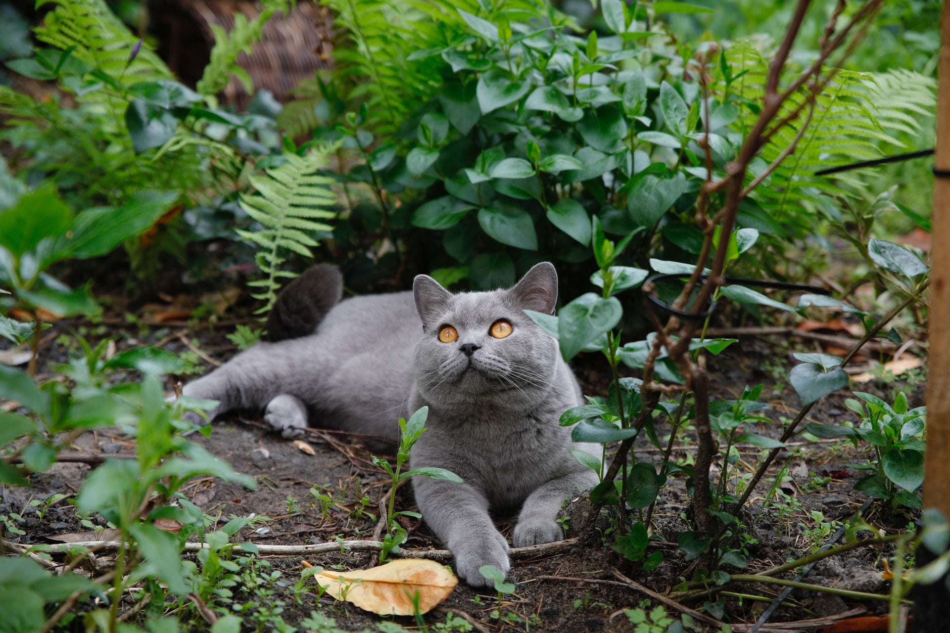 Cat lying down in the woods
