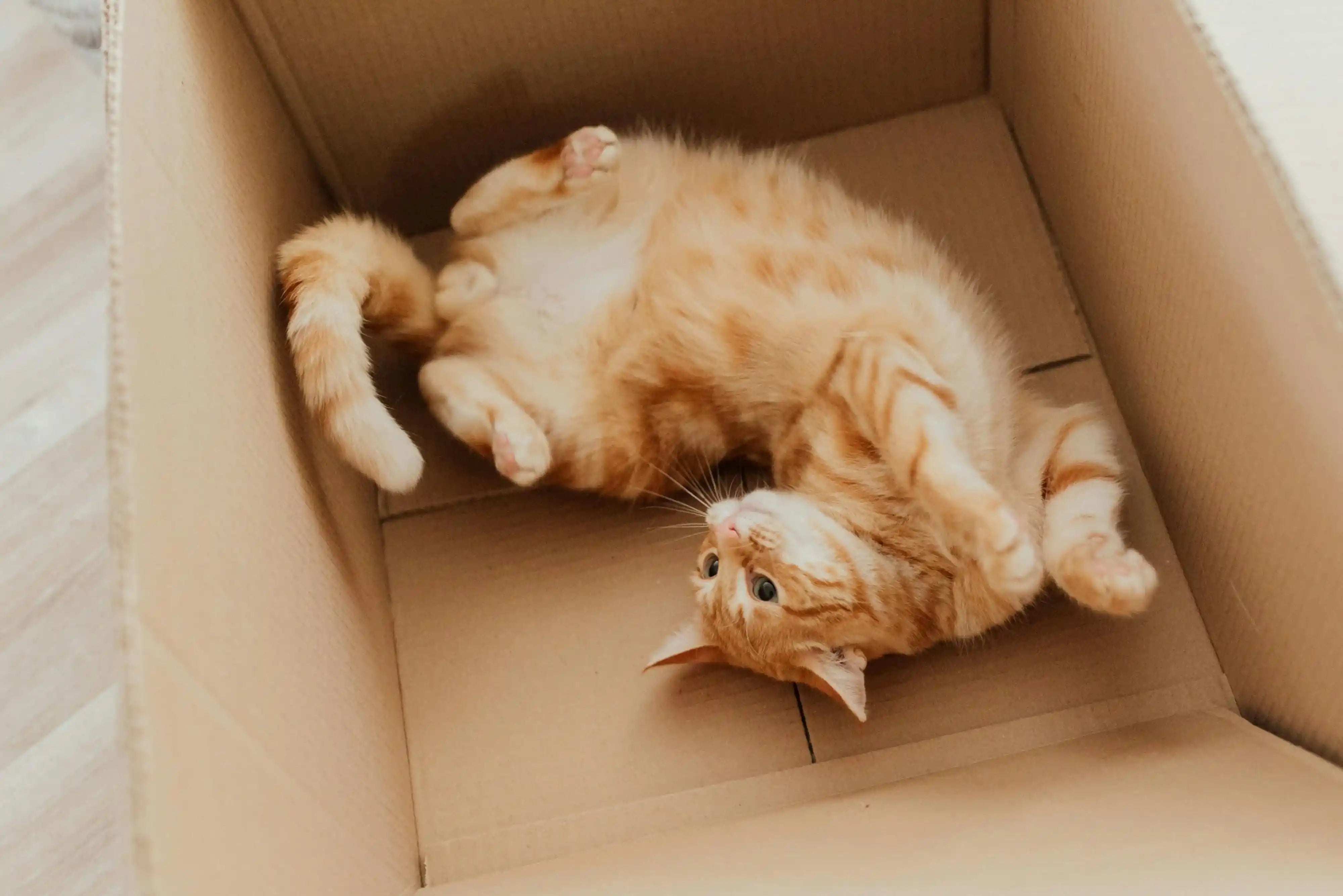 Expert Tips on Moving House With a Cat