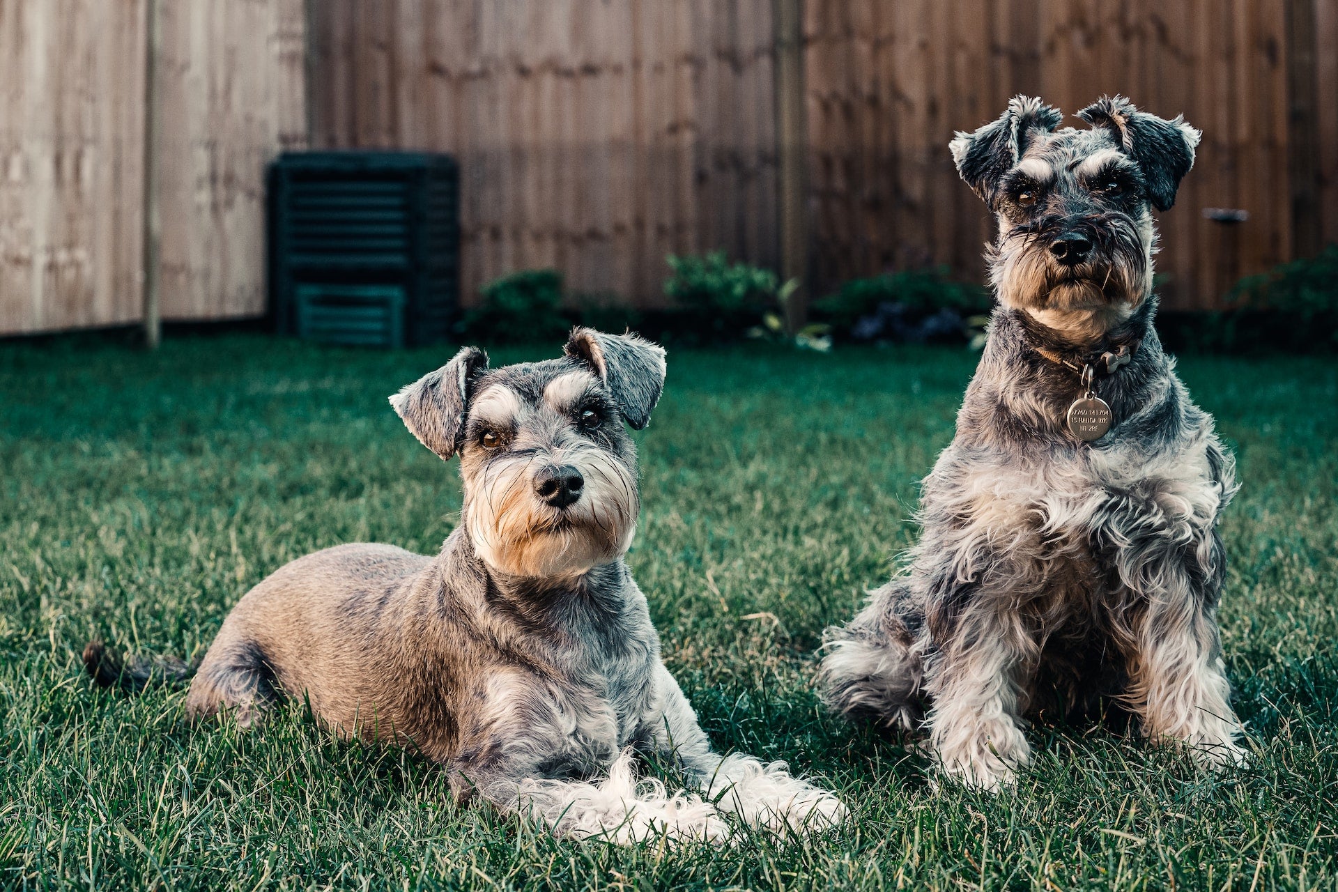 Miniature Schnauzer Feeding Guide, Dog Feeding Guide