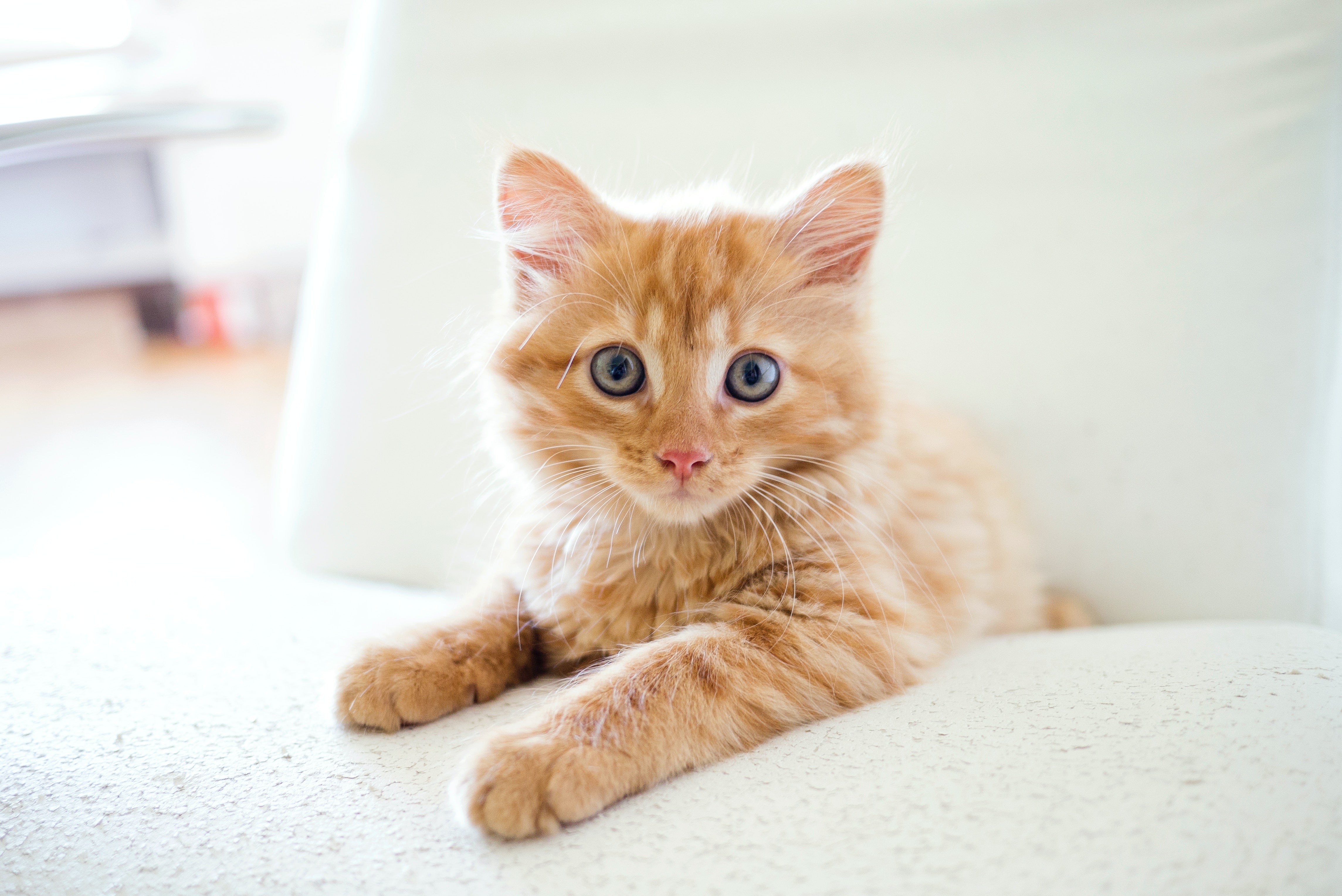 Young ginger kitten with big eyes looking at camera