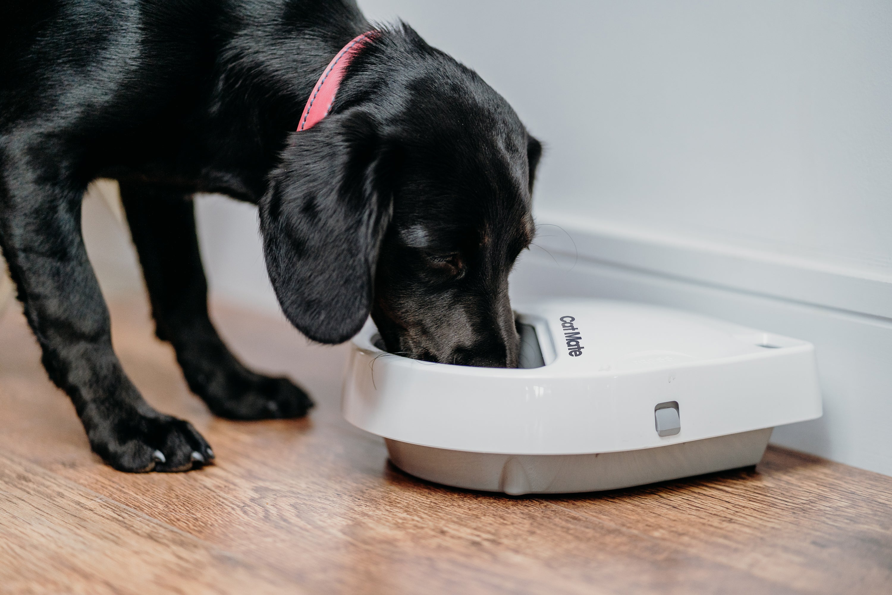 Cat Mate Three-meal Automatic Pet Feeder with Digital Timer (C300)