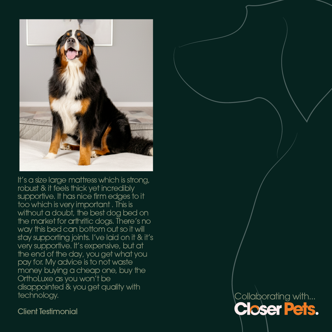 OrthoLuxe Bed for Dogs