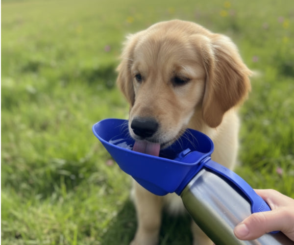 A golden retriever drinking from the blue and stainless steel Dog Mate insulated pet drinking flask with a blue foldable bowl in a leaf design attached at the end of the lid, against a grass background