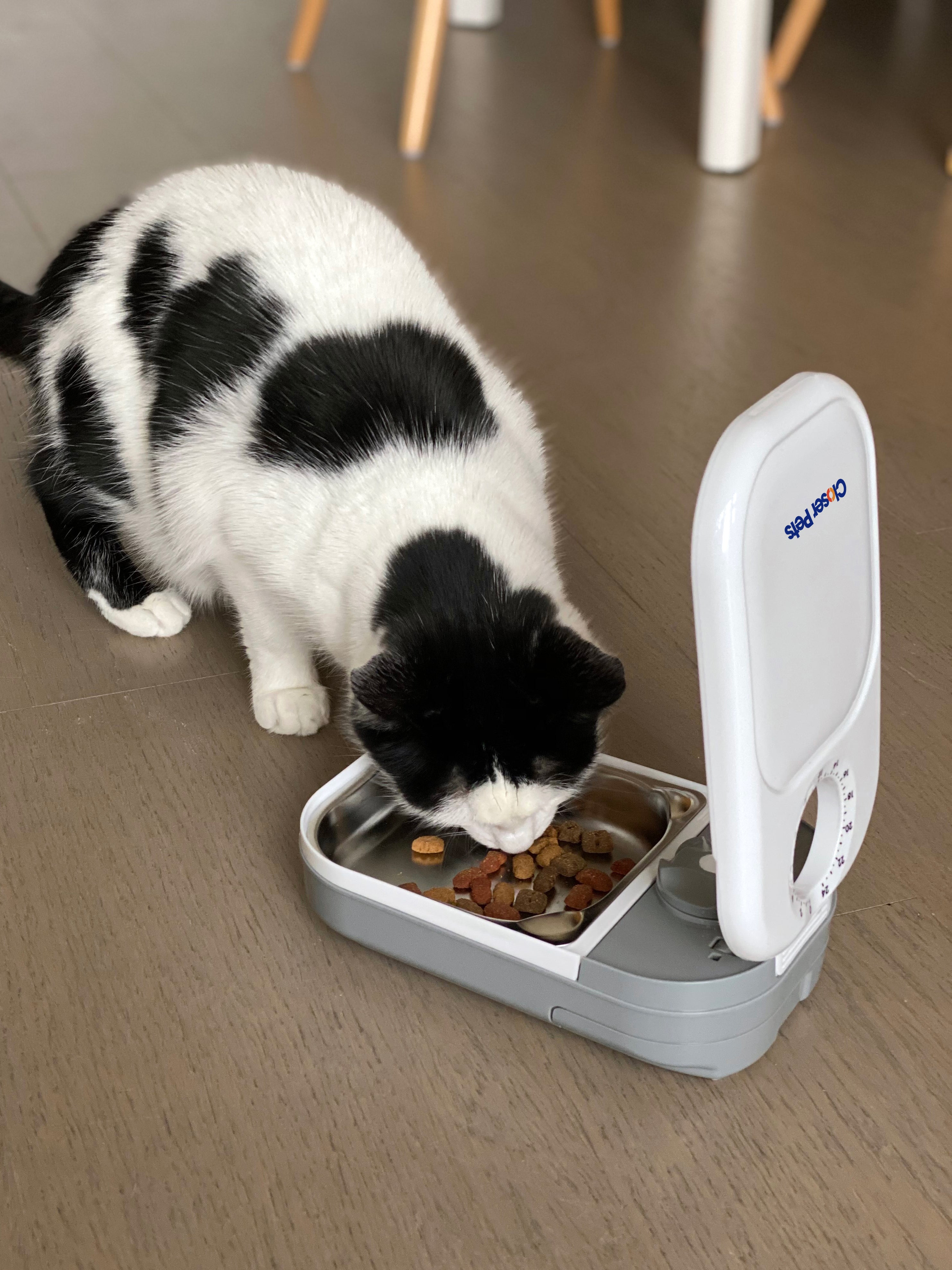 Lifestyle image of a black and white cat eating from the single meal pet feeder on a wooden floor with a light coloured table and chair legs in the background