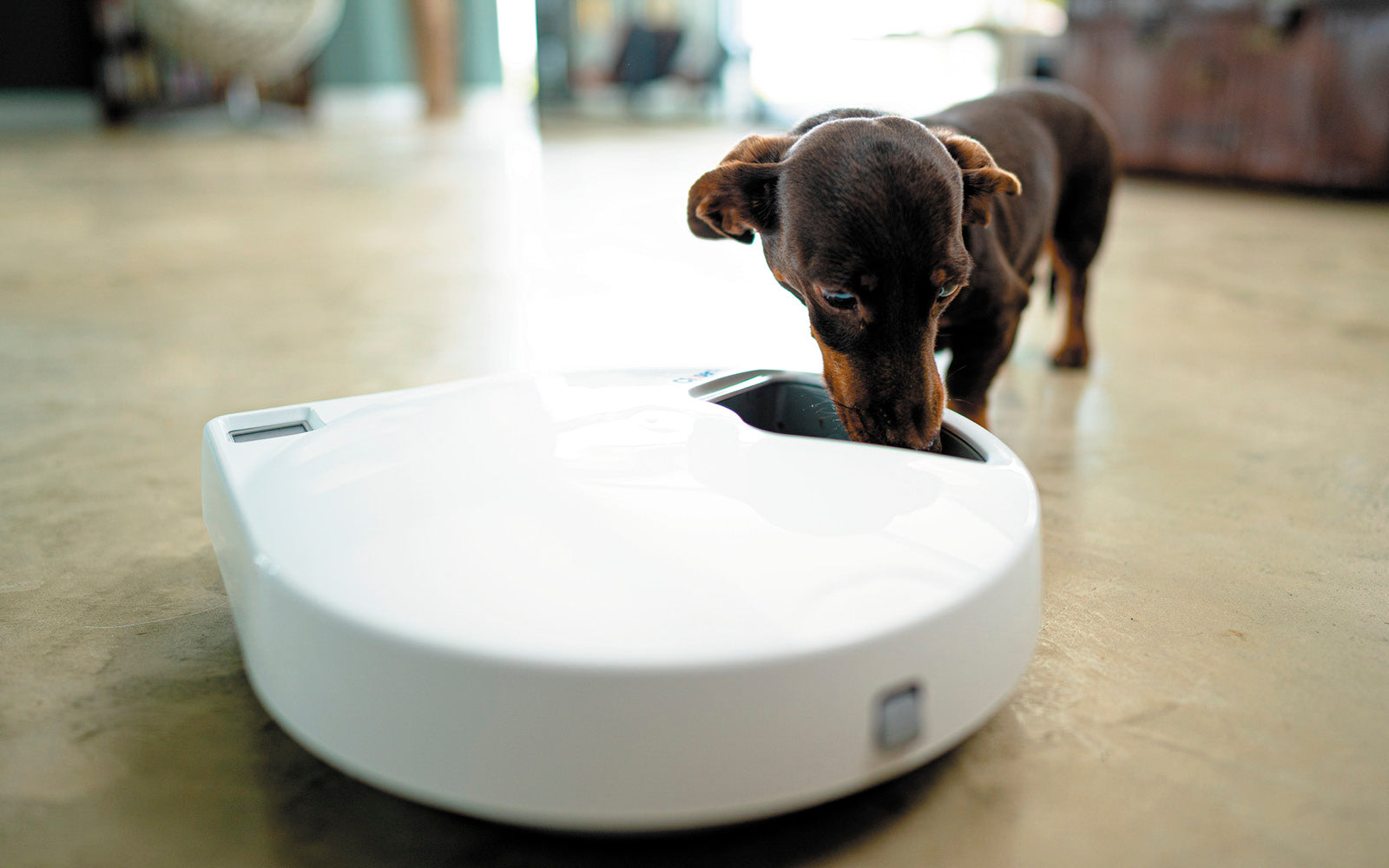 Closer Pets Five-meal Automatic Pet Feeder with Digital Timer (C500)