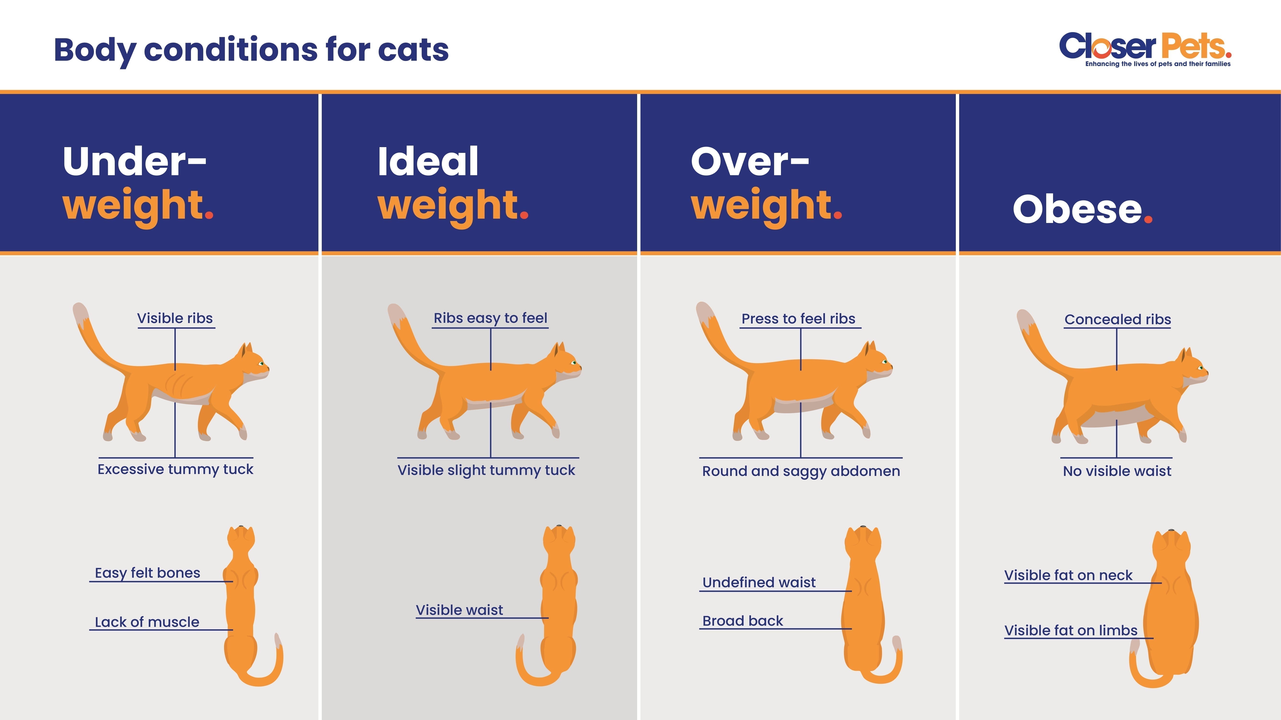 How to Tell if Your Cat is Underweight and What to Do About It