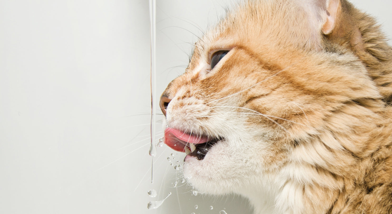 6 things you didn’t know about pet fountains