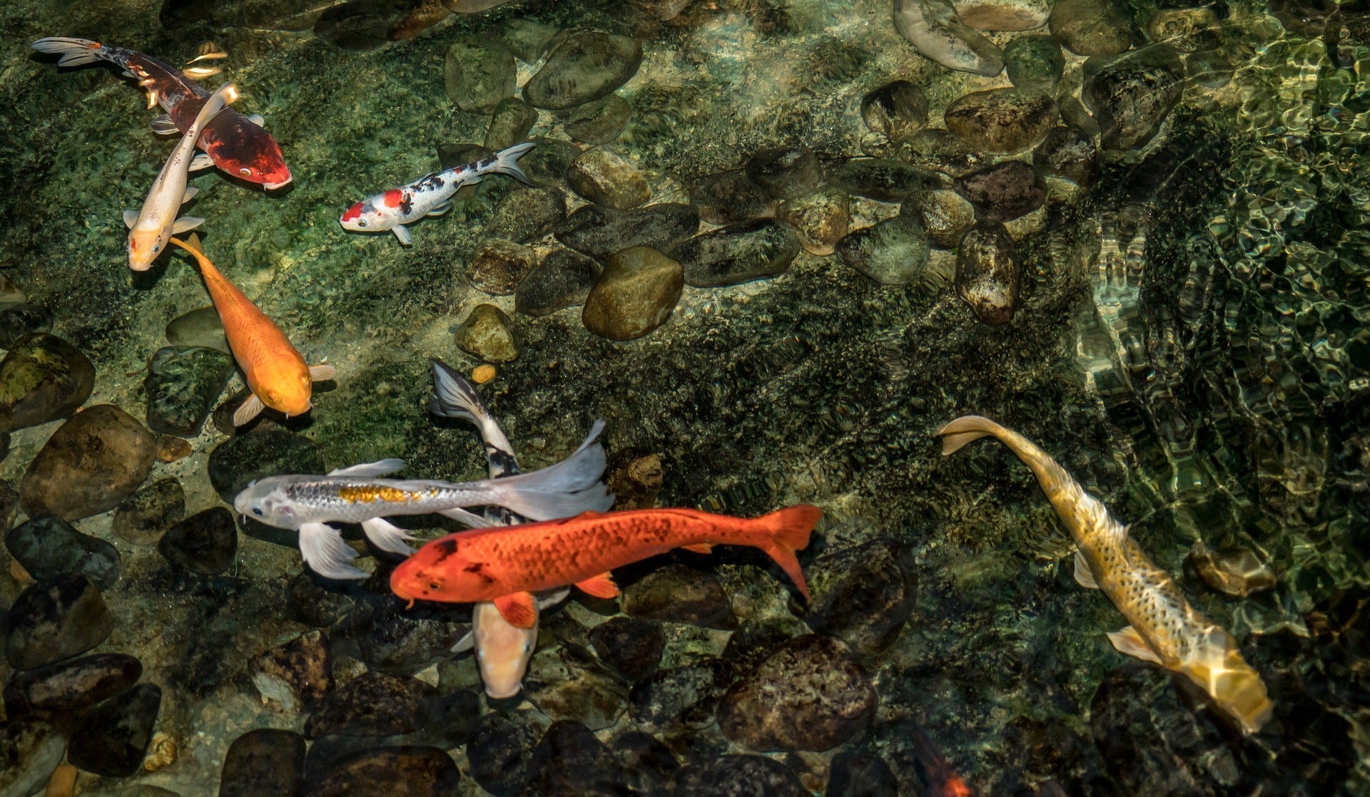 How Do You Keep Pond Water Clear?