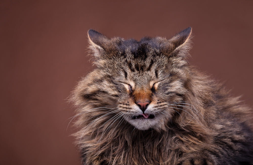 Why is my cat sneezing so much?