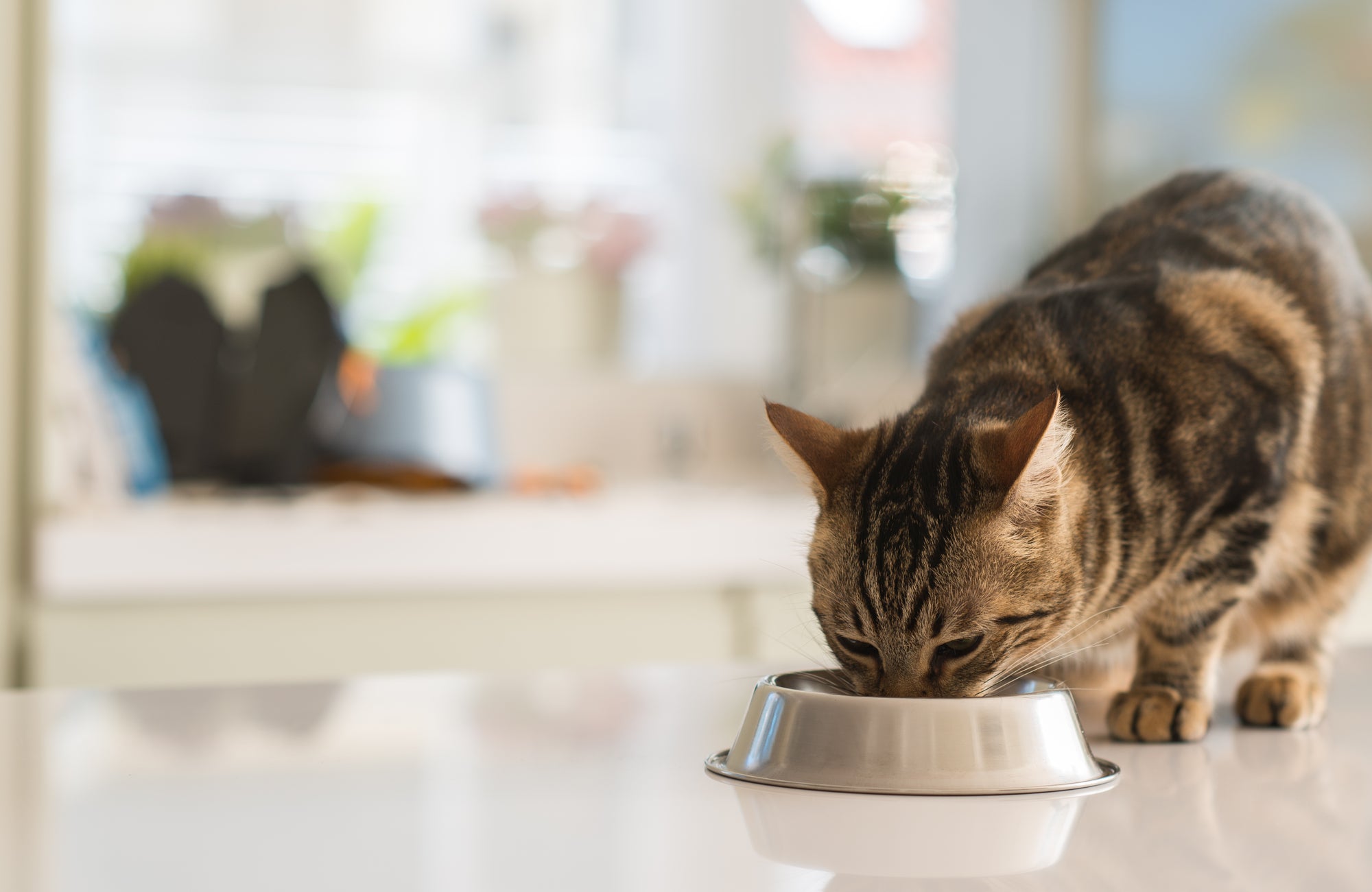 Loss of Appetite In Cats: What To Do