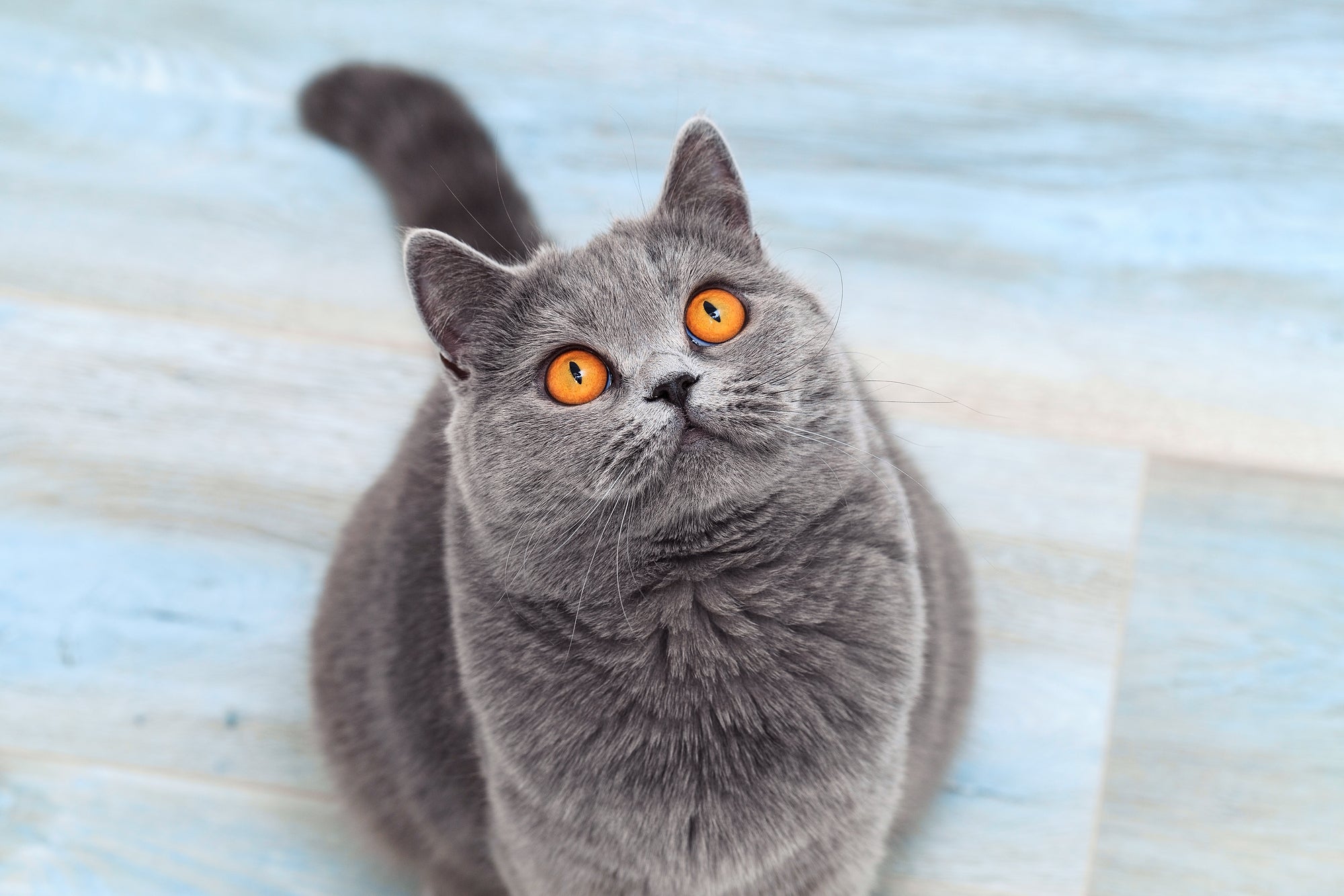Why Is My Cat Always Hungry?