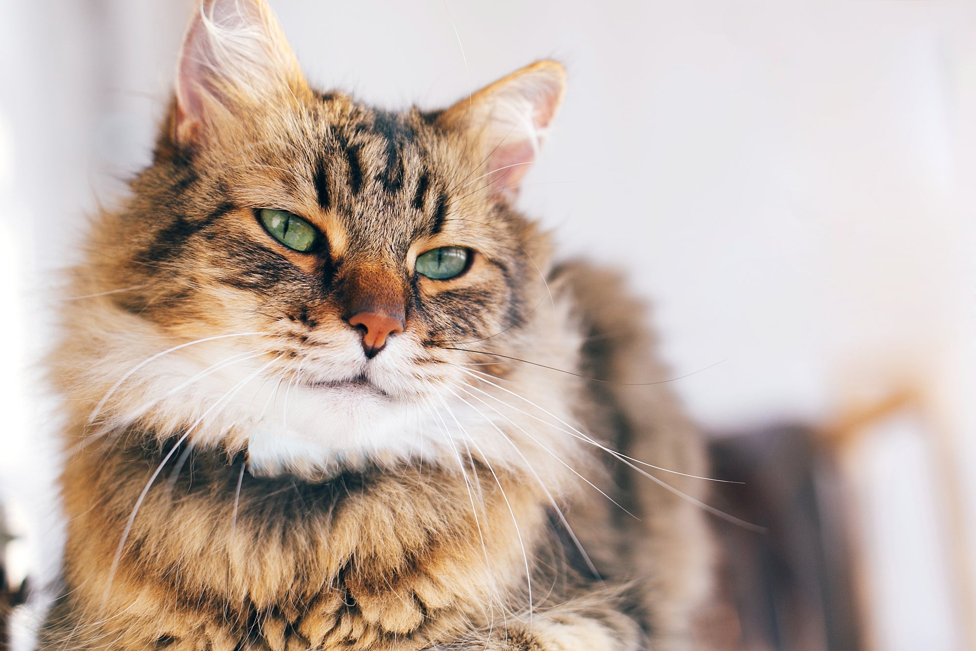 Maine Coon cat breed overview