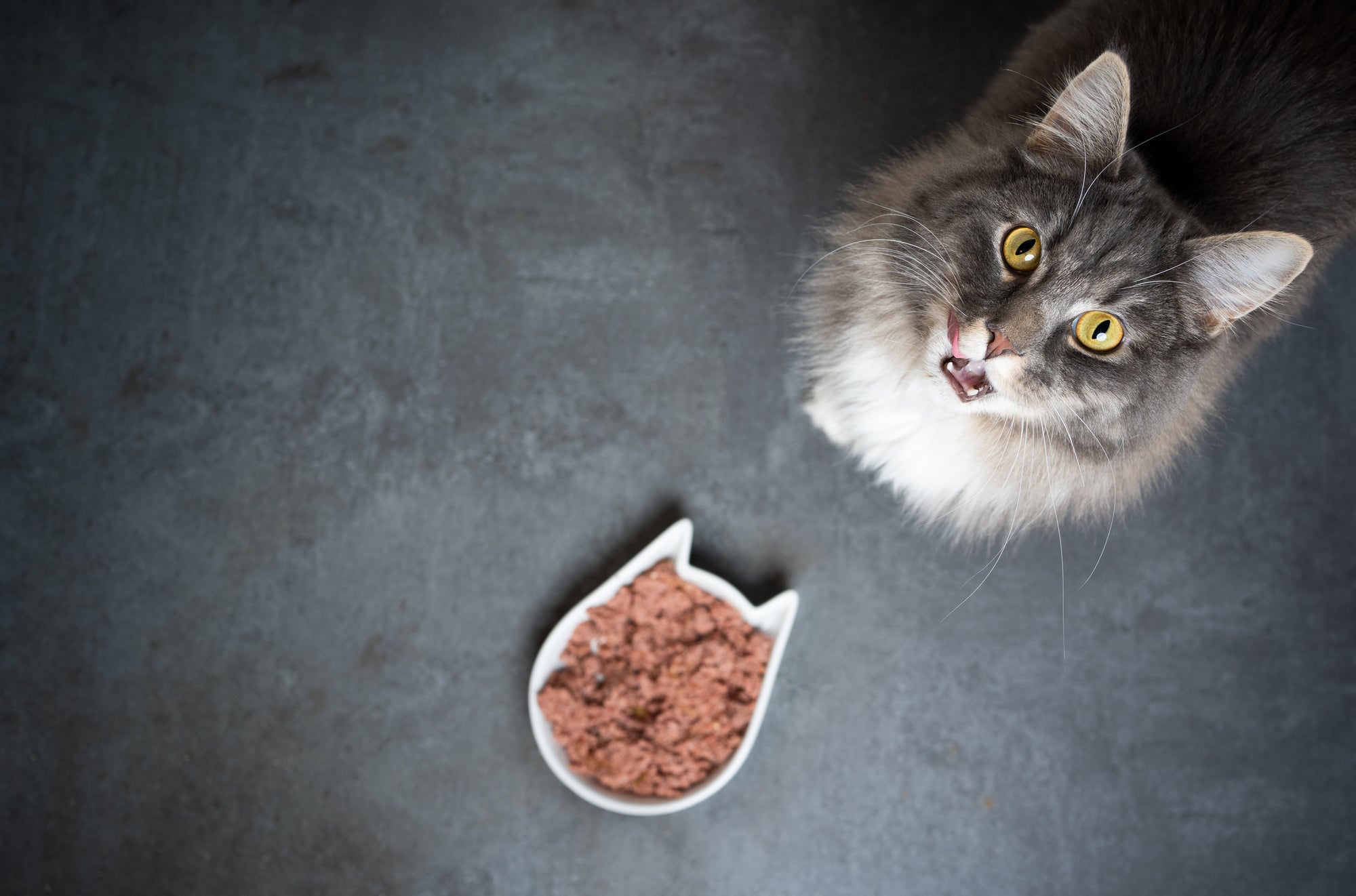 My cat seems hungry but won’t eat – what do I do?