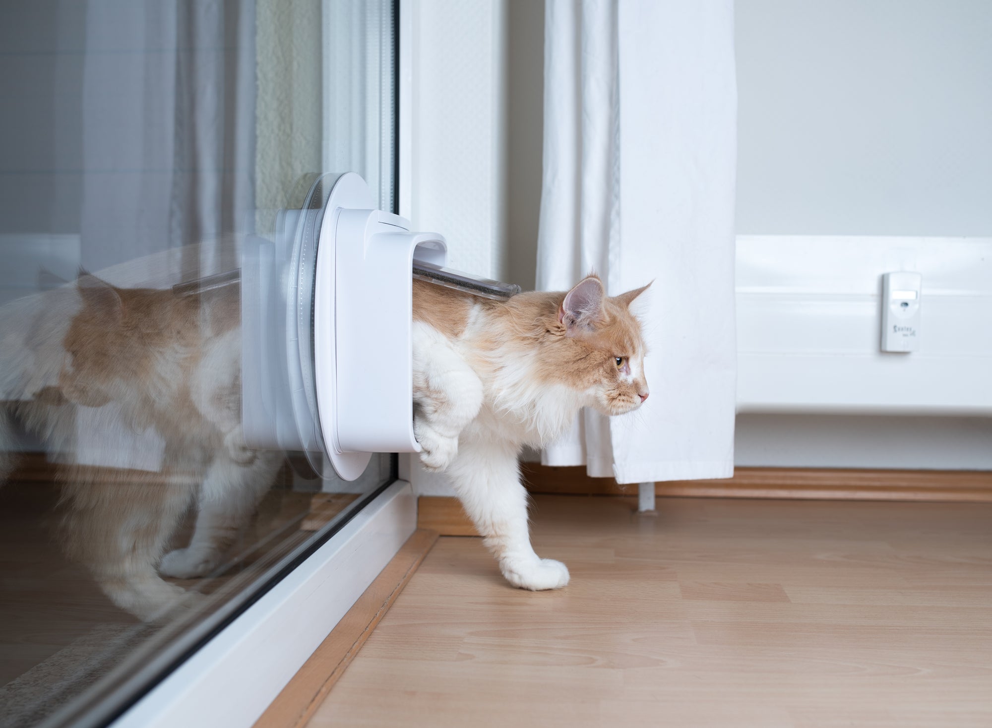 How To Stop Other Cats Using Your Cat Flap