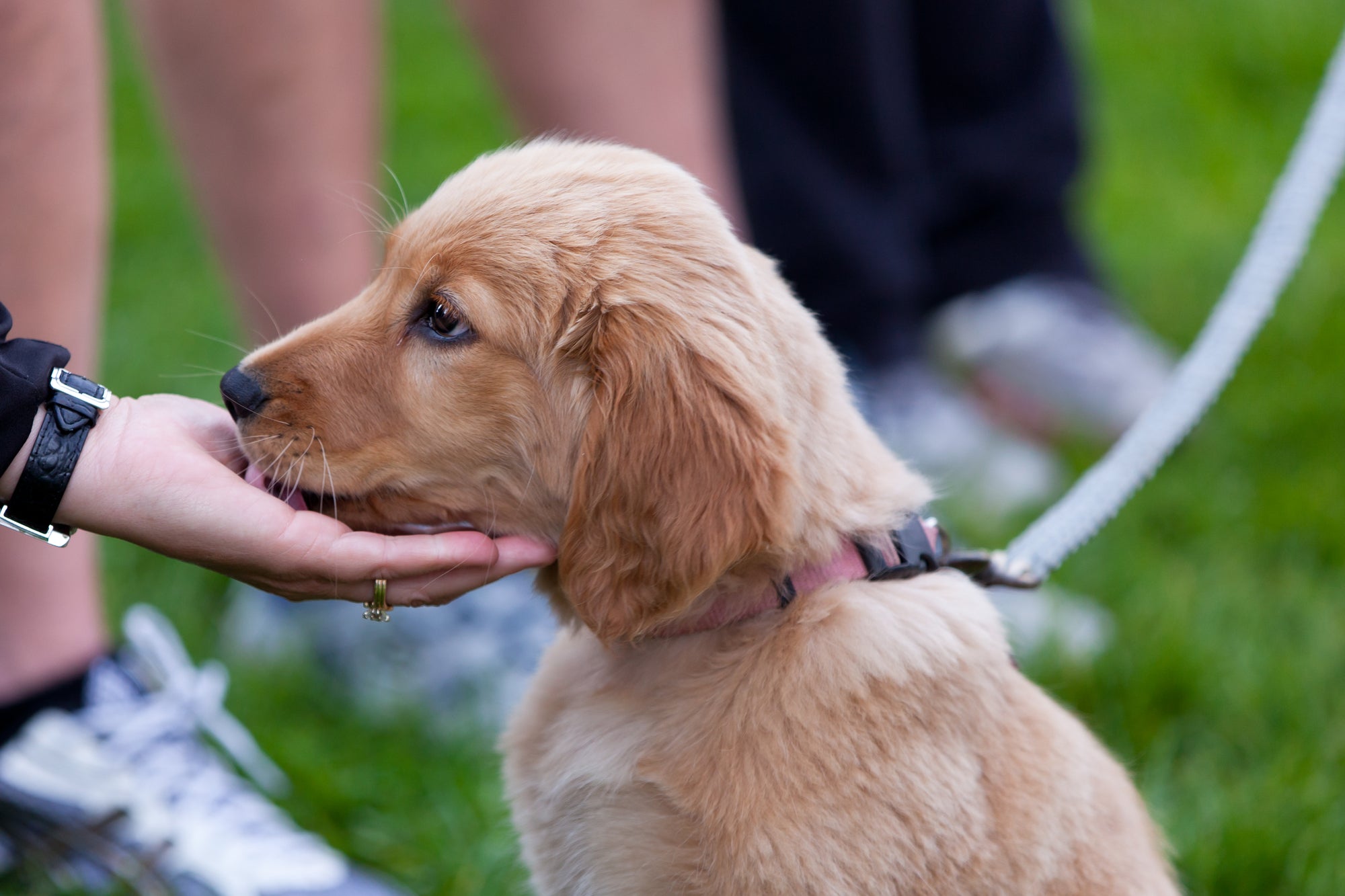 How to train your puppy on a lead