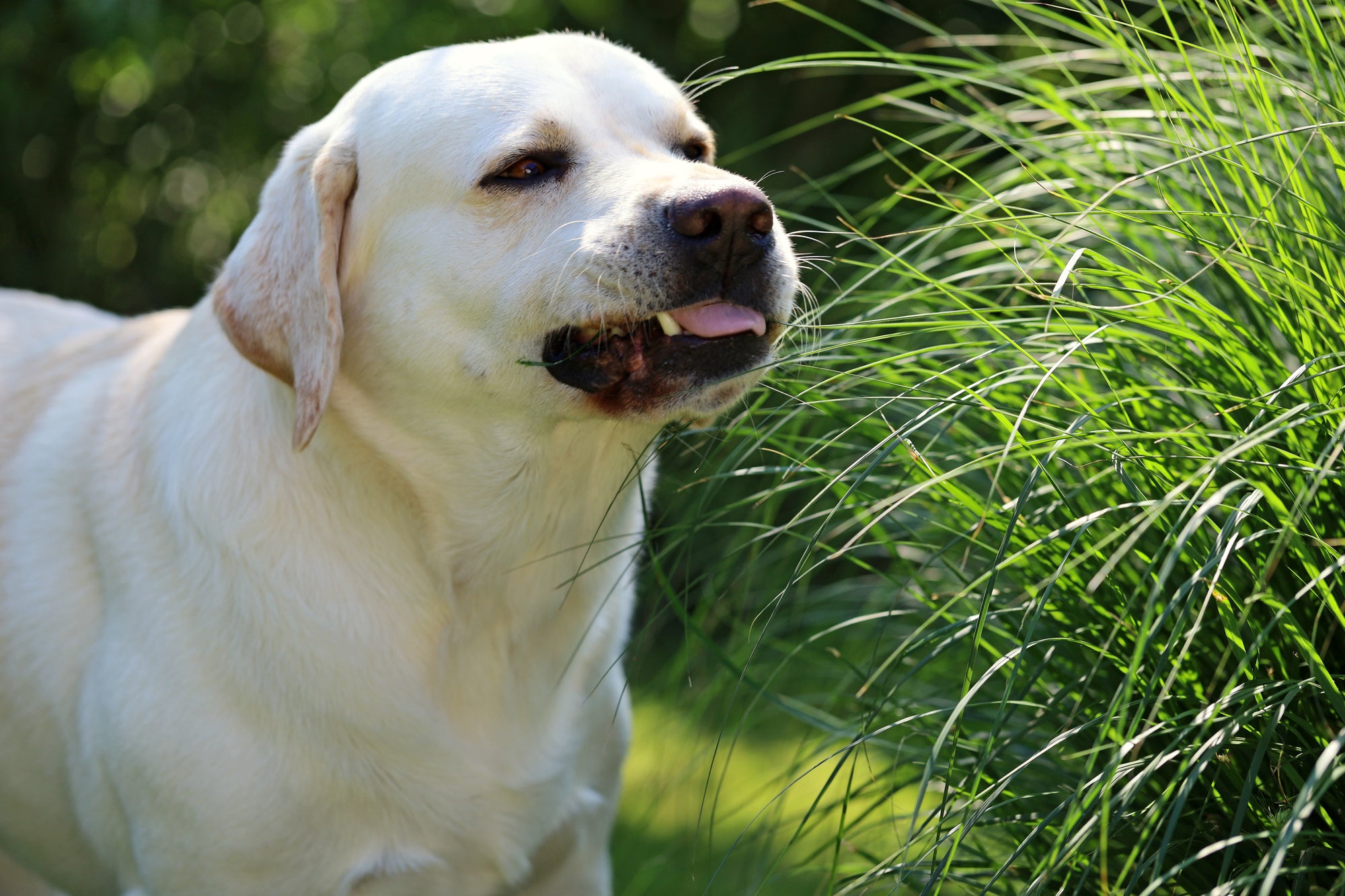 Why Is My Dog Eating Grass And Should I Stop It?