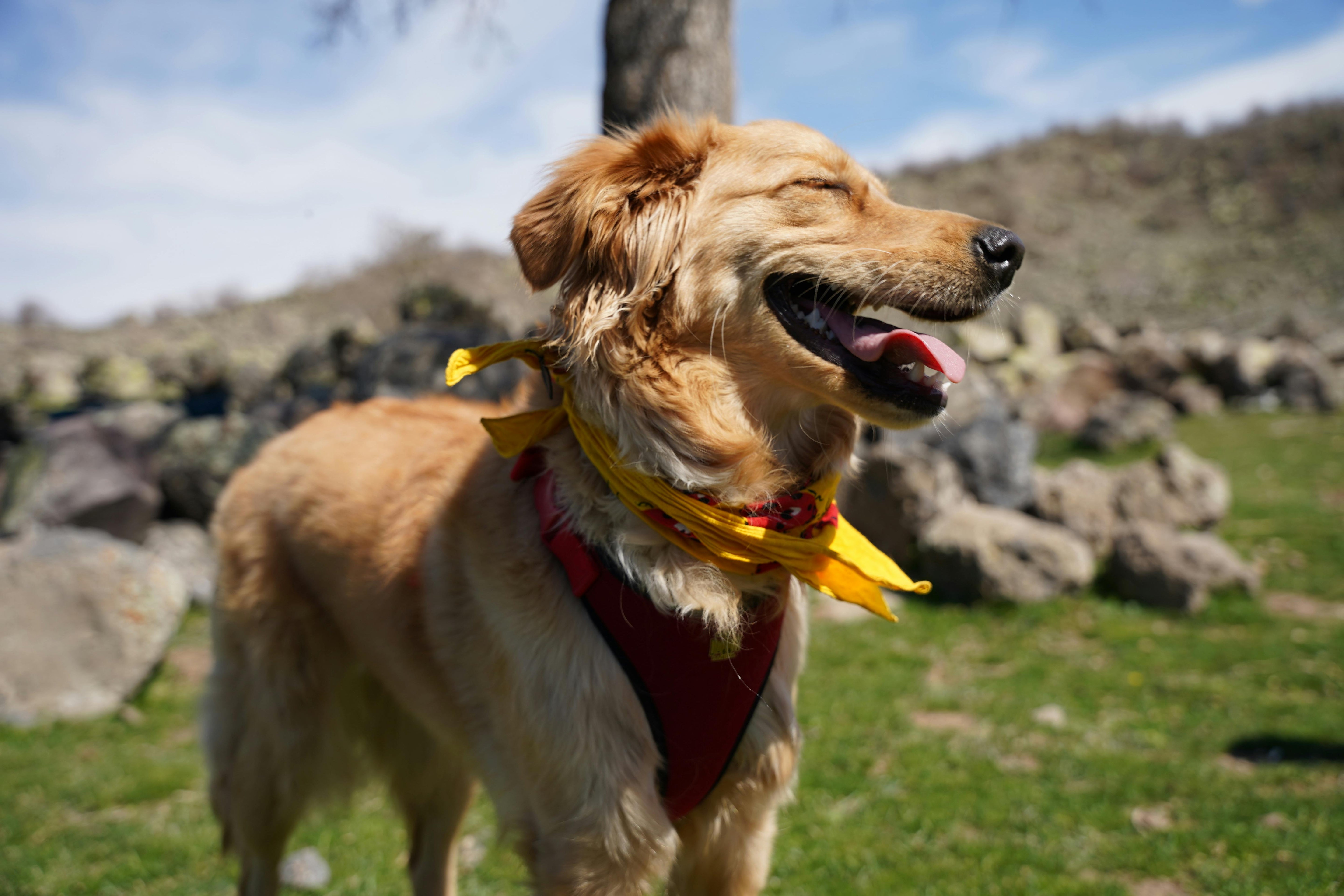 Enrichment Activities for Dogs