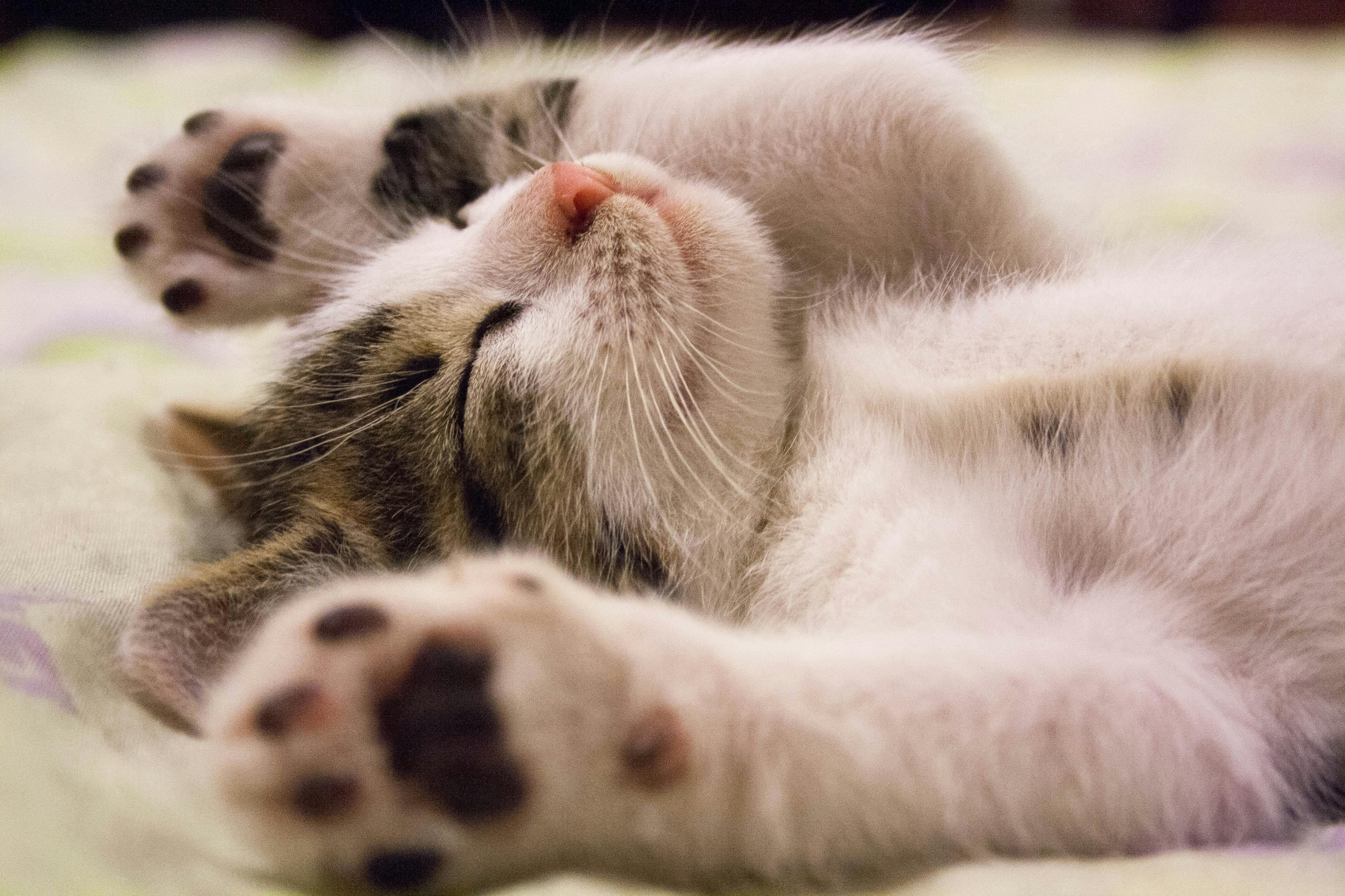 How to Introduce a Kitten to a Cat